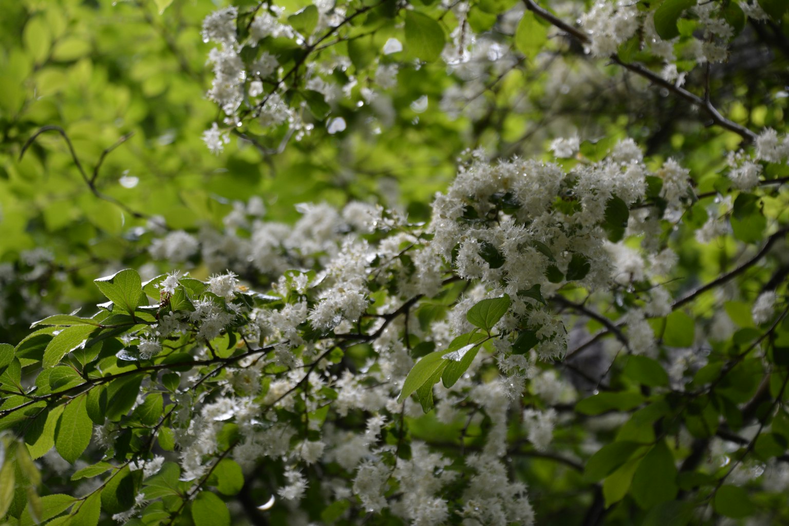 Grupos de flores blancas rodeadas de hojas verdes