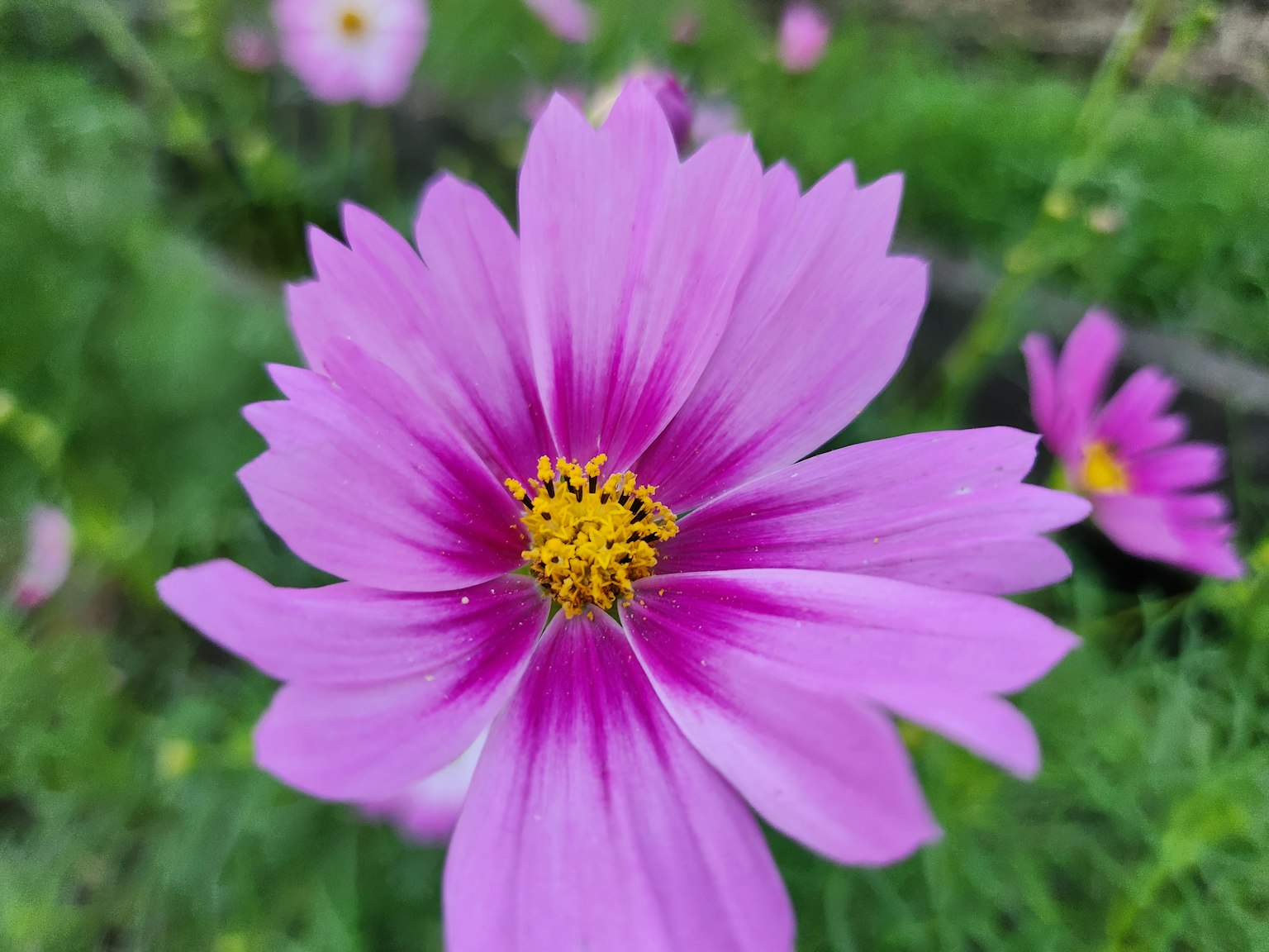 Close-up of a pink cosmos flower with a vibrant yellow center against a green background