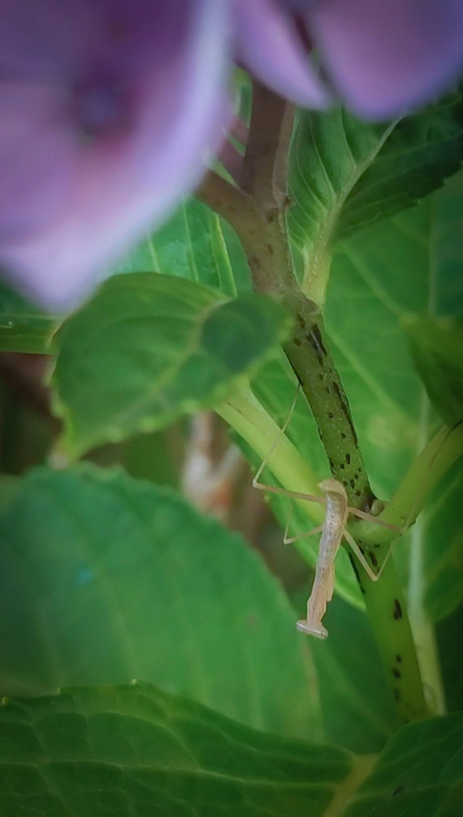 Primo piano di un insetto tra foglie verdi e fiori viola chiaro