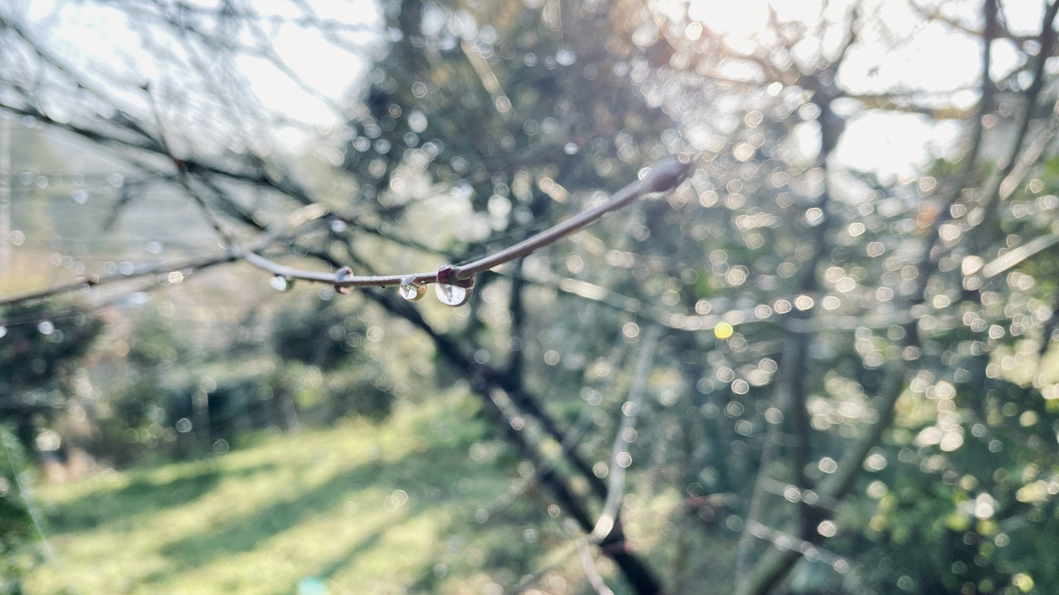 Water droplets on a branch in a misty setting