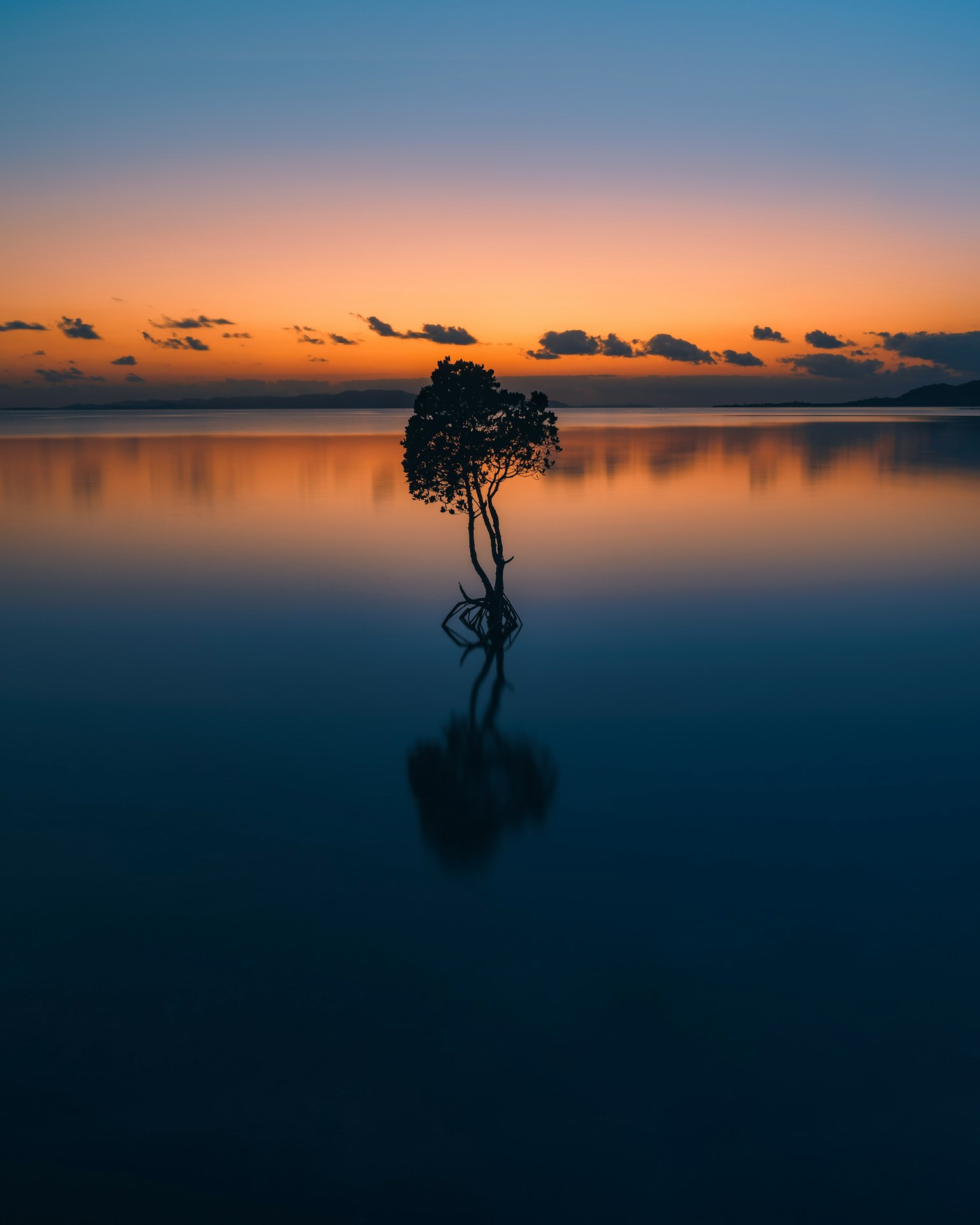 Un albero solitario riflesso nell'acqua calma durante il tramonto