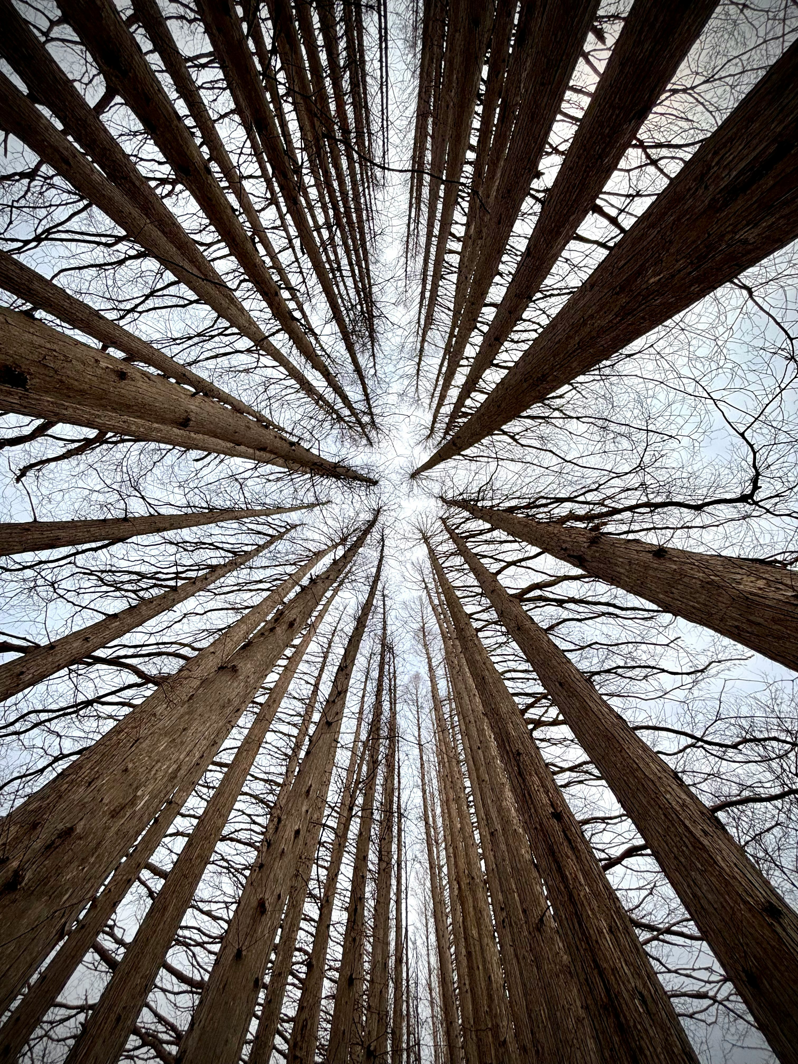 vista dal basso verso l’alto di rami di alberi a raggiera contro il cielo