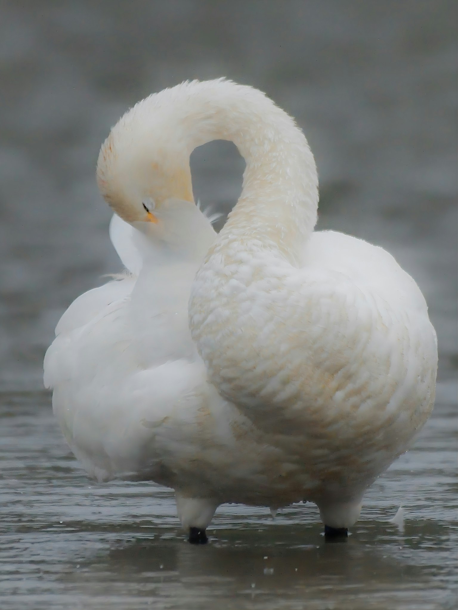 Un cisne acicalándose las plumas junto al agua