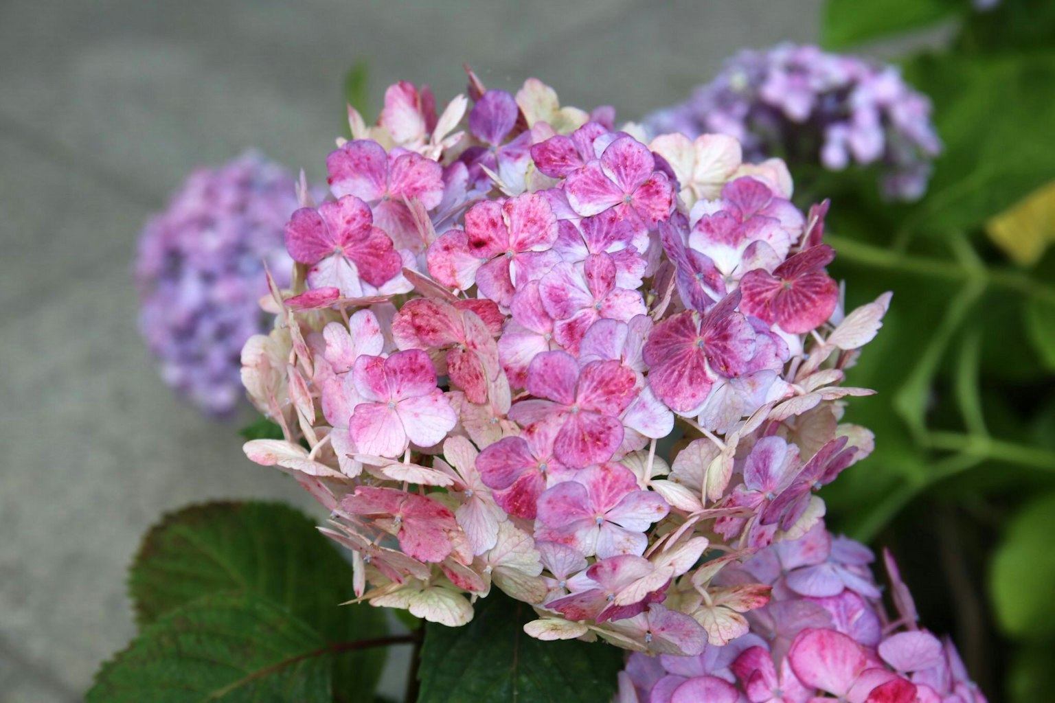 特写鲜艳的粉色和紫色绣球花