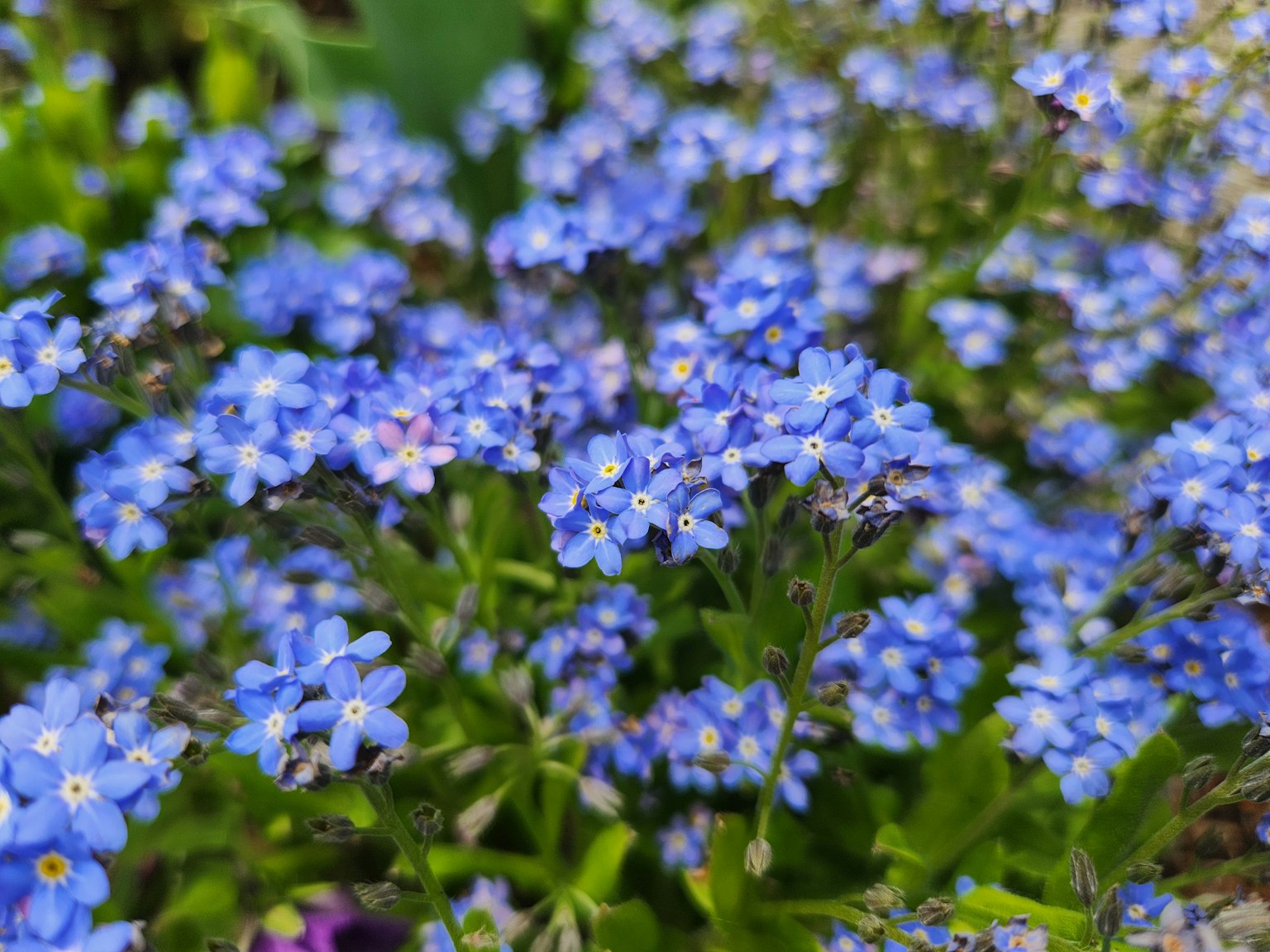 Primo piano di piccoli fiori blu che sbocciano su una pianta