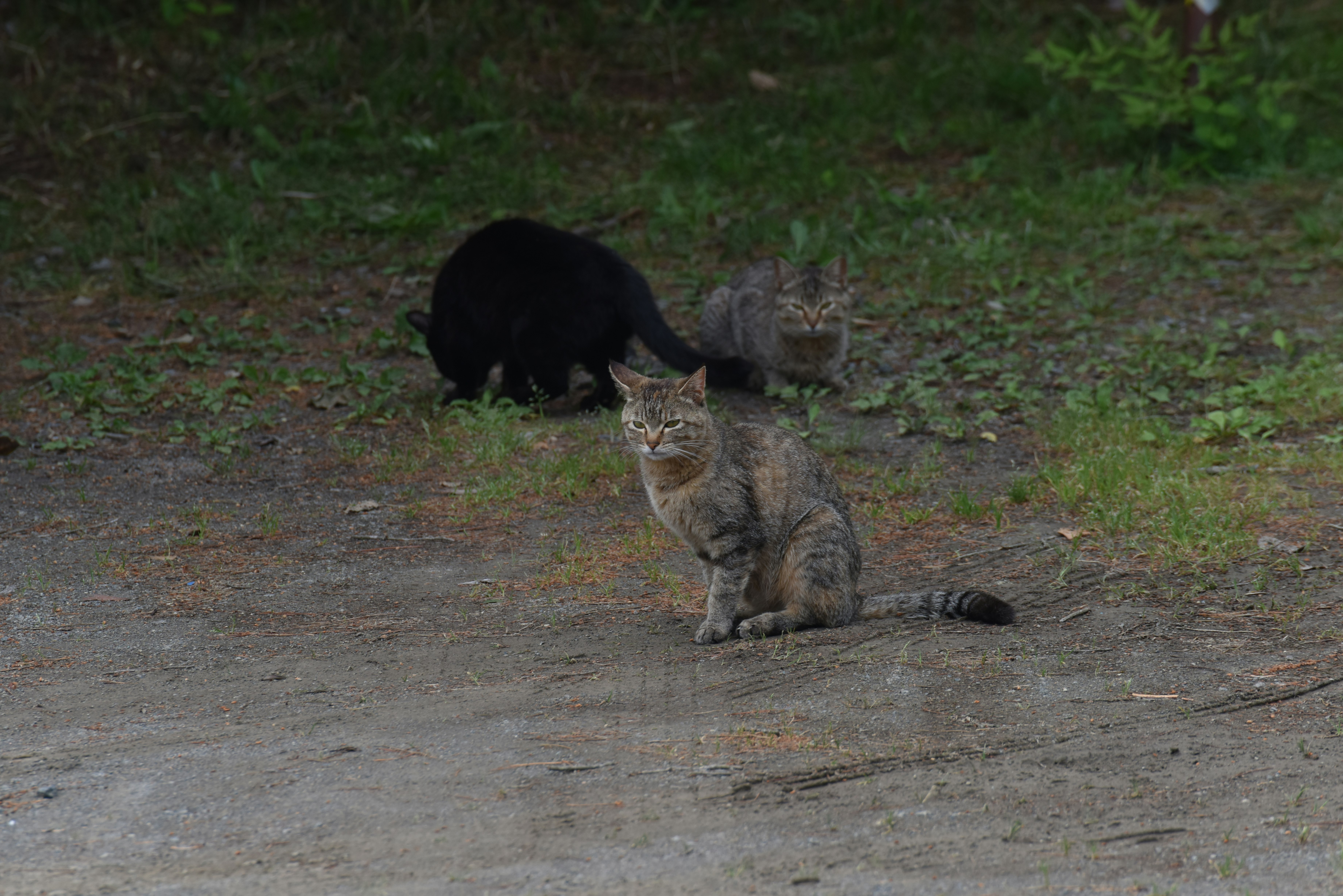Straßenkatze wartet auf Futter auf dem Gras