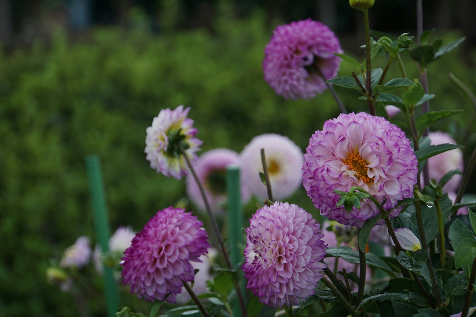 Pemandangan taman dengan dahlia ungu yang mekar