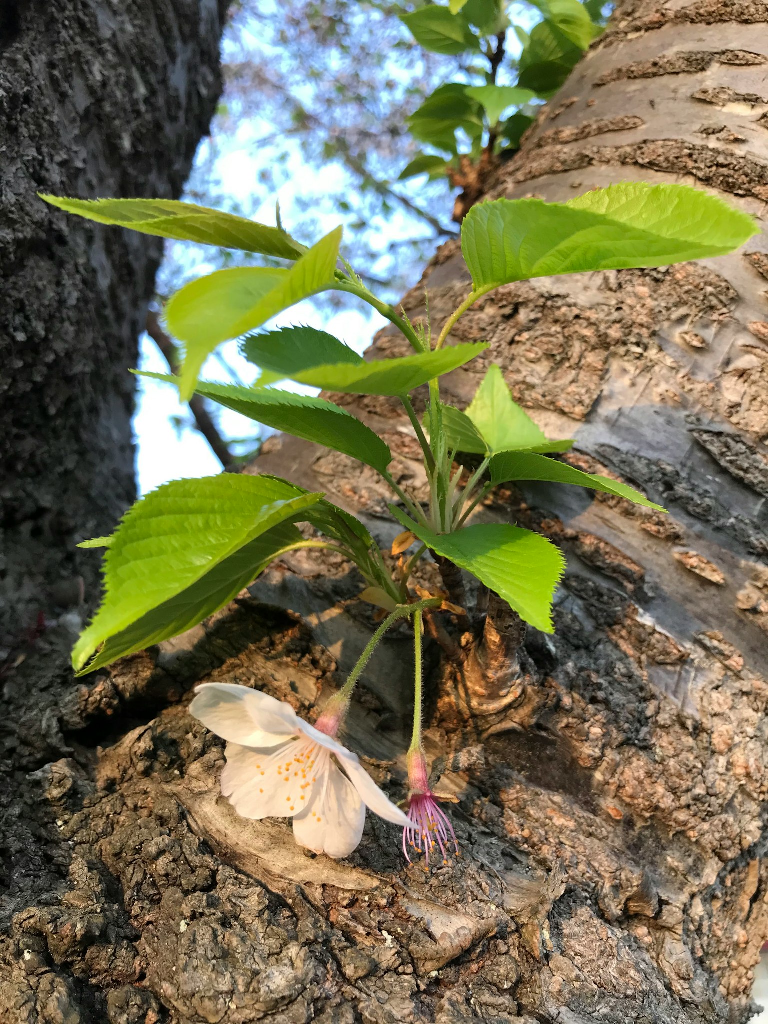 樹幹上新葉和花朵盛開的景象
