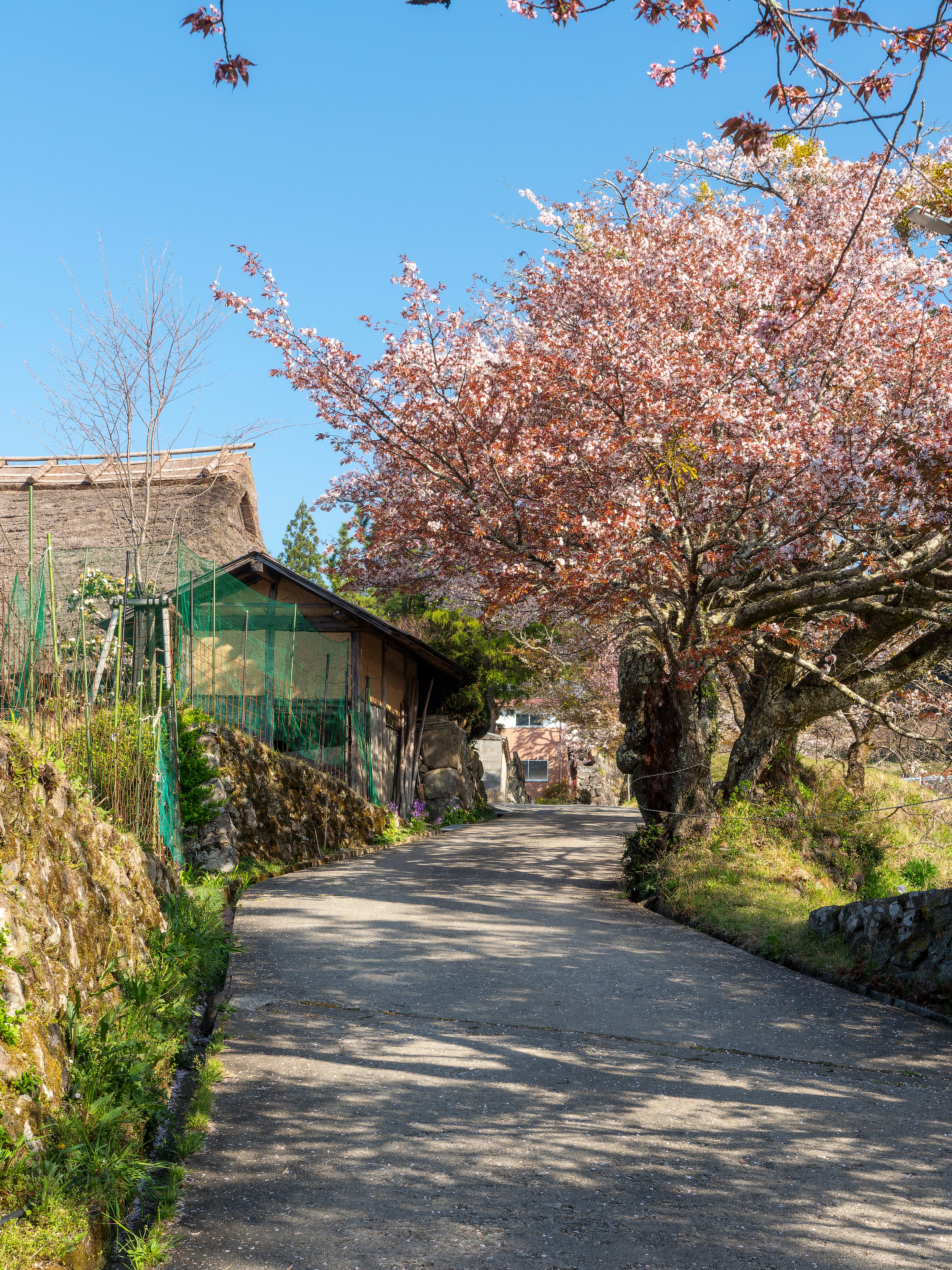 春季里山櫻花小徑與鄉村景色