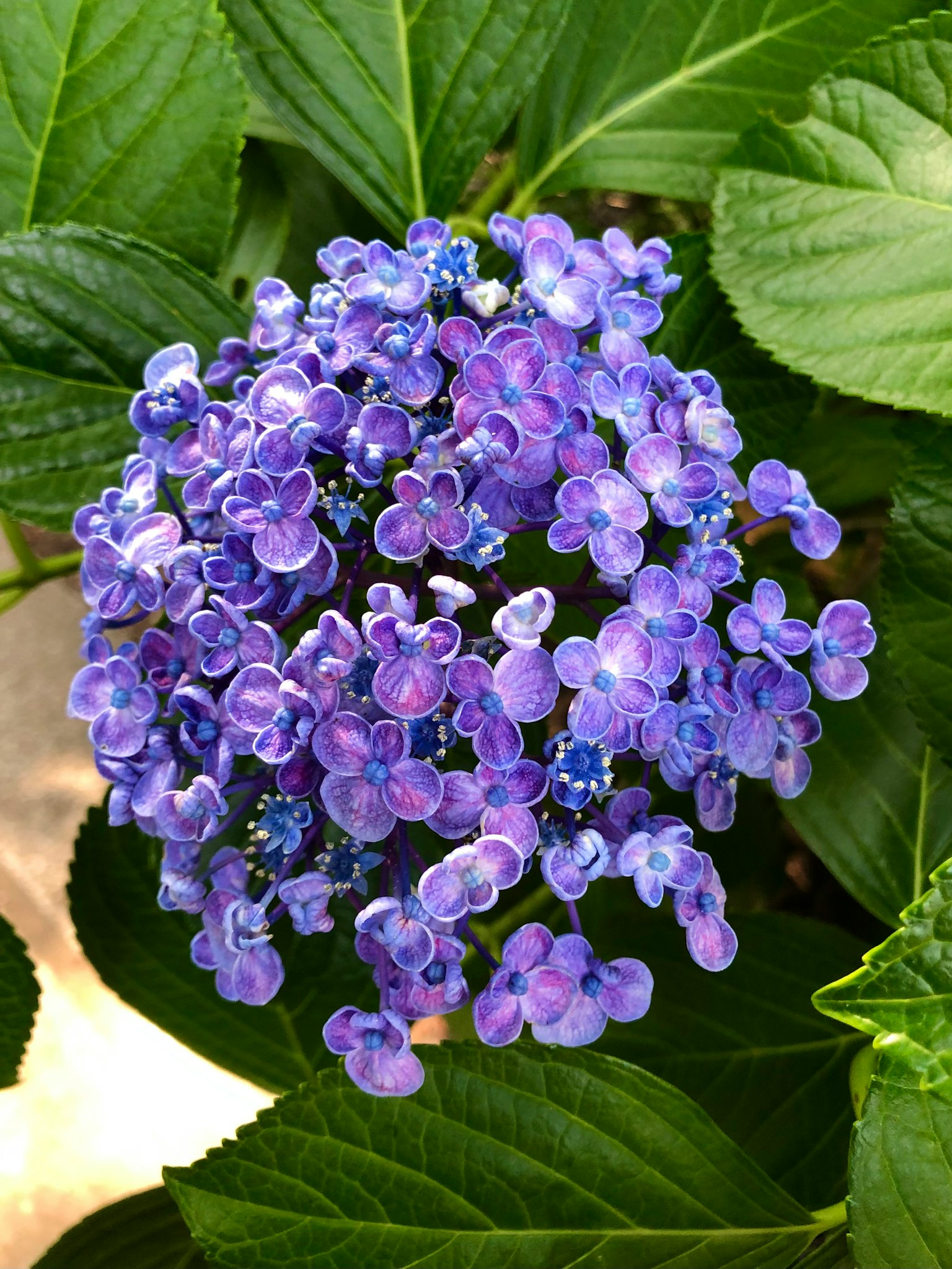 Bellissimo mazzo di fiori viola circondato da foglie verdi