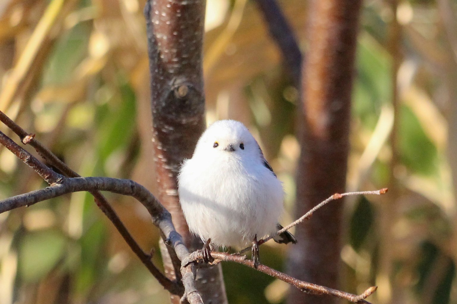 Un pequeño pájaro blanco posado en una rama con hojas verdes borrosas de fondo