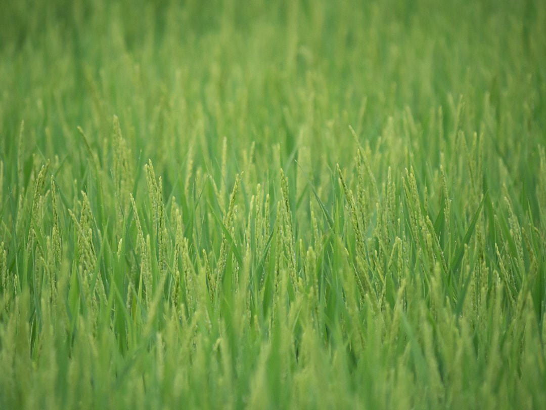 緑の稲穂が揺れる田んぼの草原