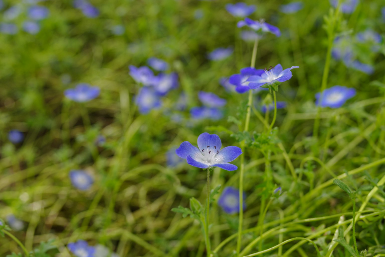 Lapangan bunga biru cerah dikelilingi rumput hijau