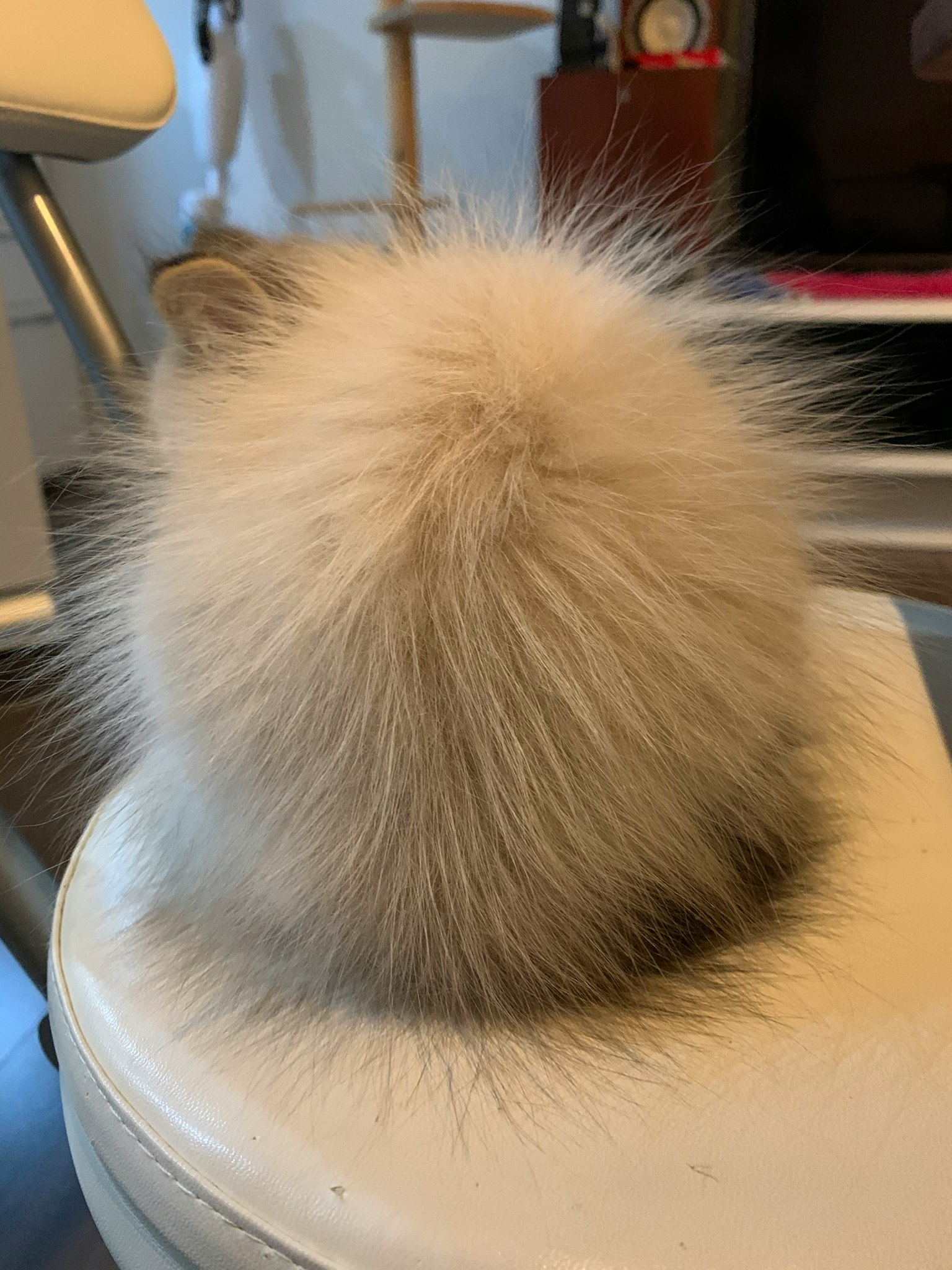 Fluffige weiße Katze von hinten gesehen
