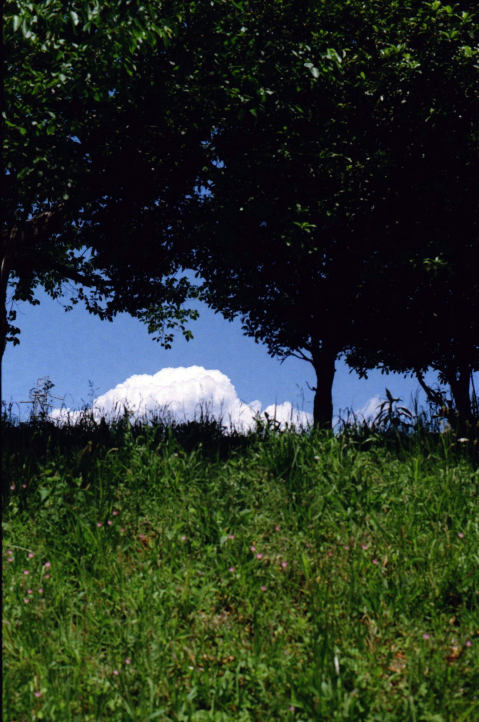 Nuvola bianca visibile tra gli alberi sotto un cielo blu e erba verde