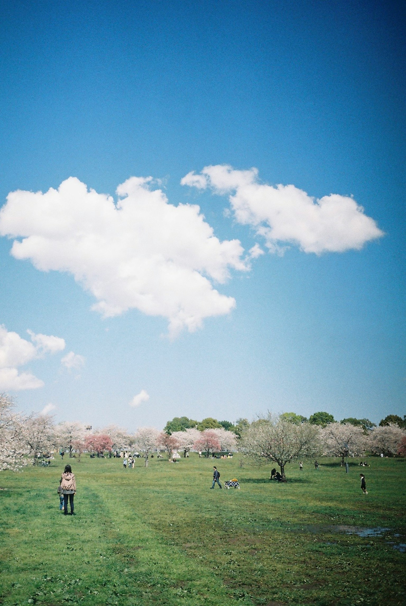 People walking in a wide park under a blue sky with blooming cherry blossom trees