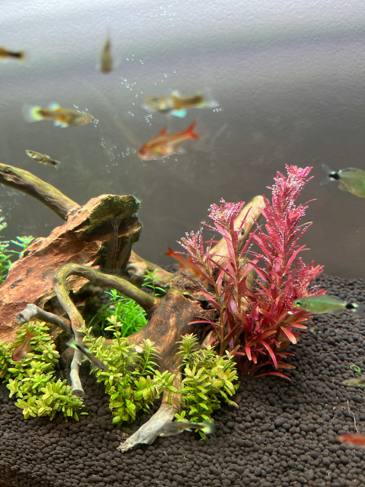 Escena de acuario con peces nadando y plantas acuáticas coloridas