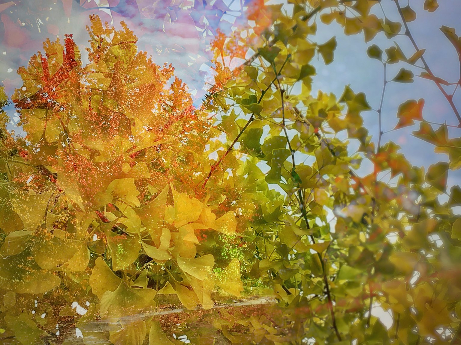 鲜艳的秋叶呈现黄色和绿色的色调