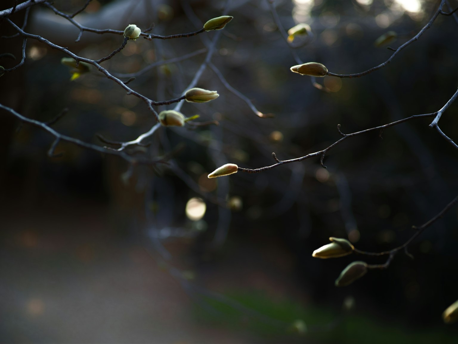Primer plano de ramas de árbol con hojas brotando y fondo suave desenfocado
