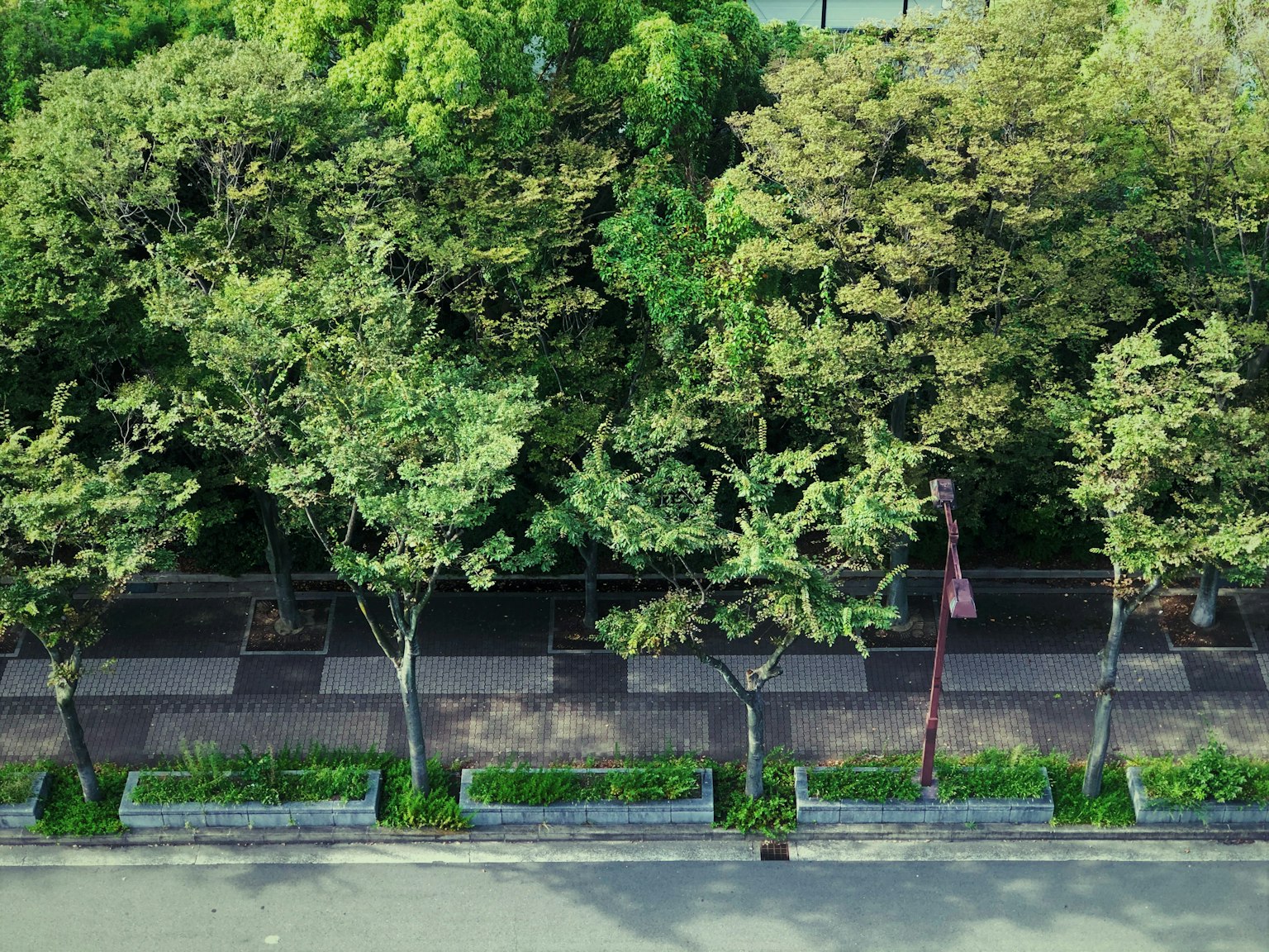 Aerial view of a tree-lined sidewalk with lush greenery