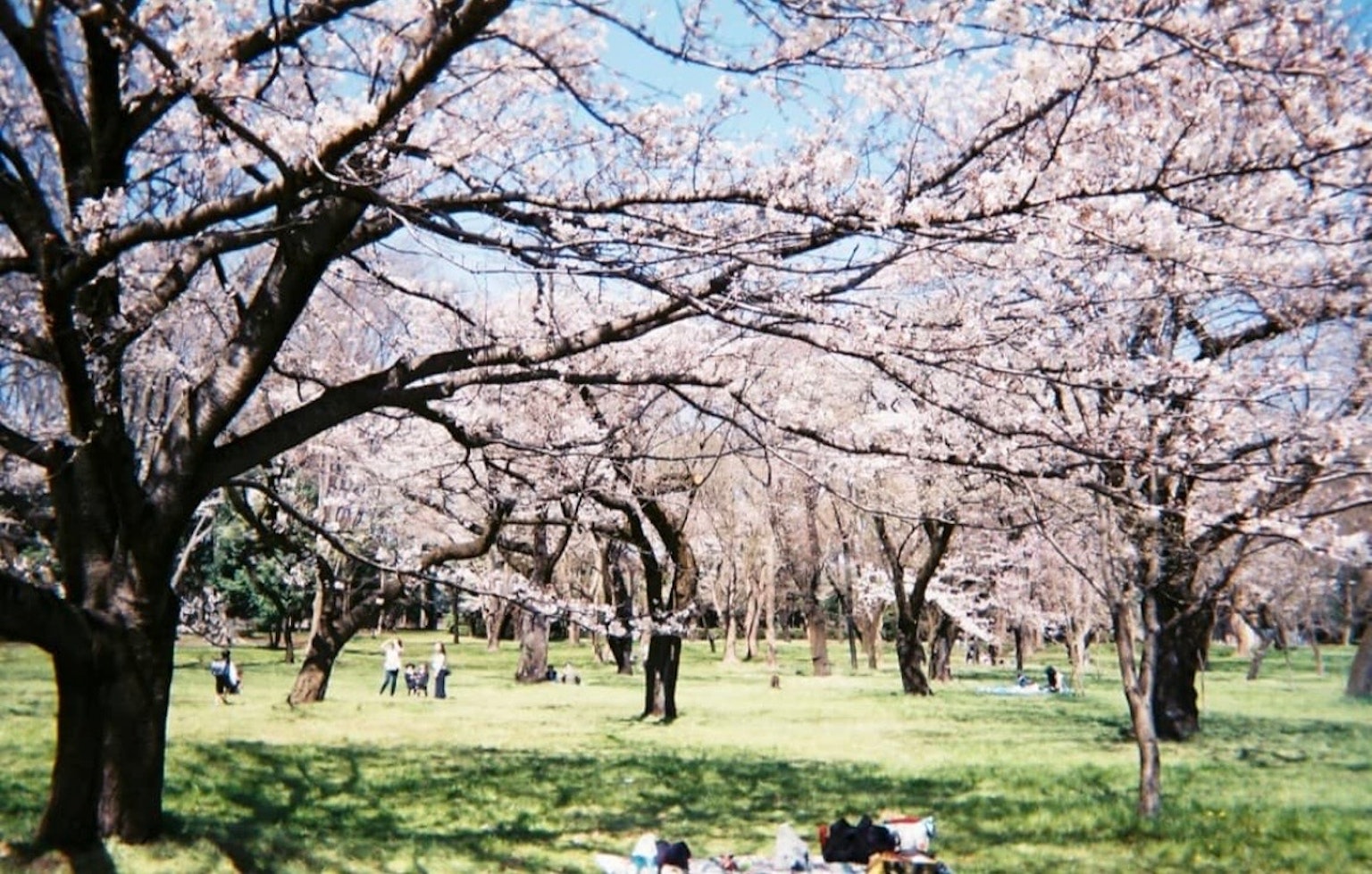 Scena di parco con alberi di ciliegio in fiore persone che si godono l'aria aperta