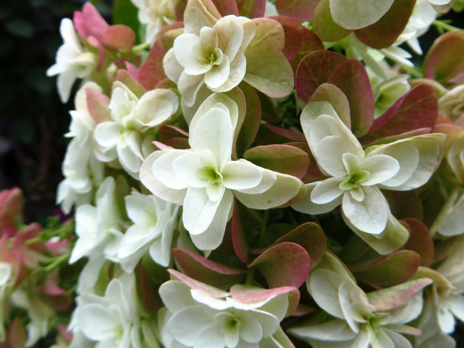 Close-up of a plant with white flowers and green leaves