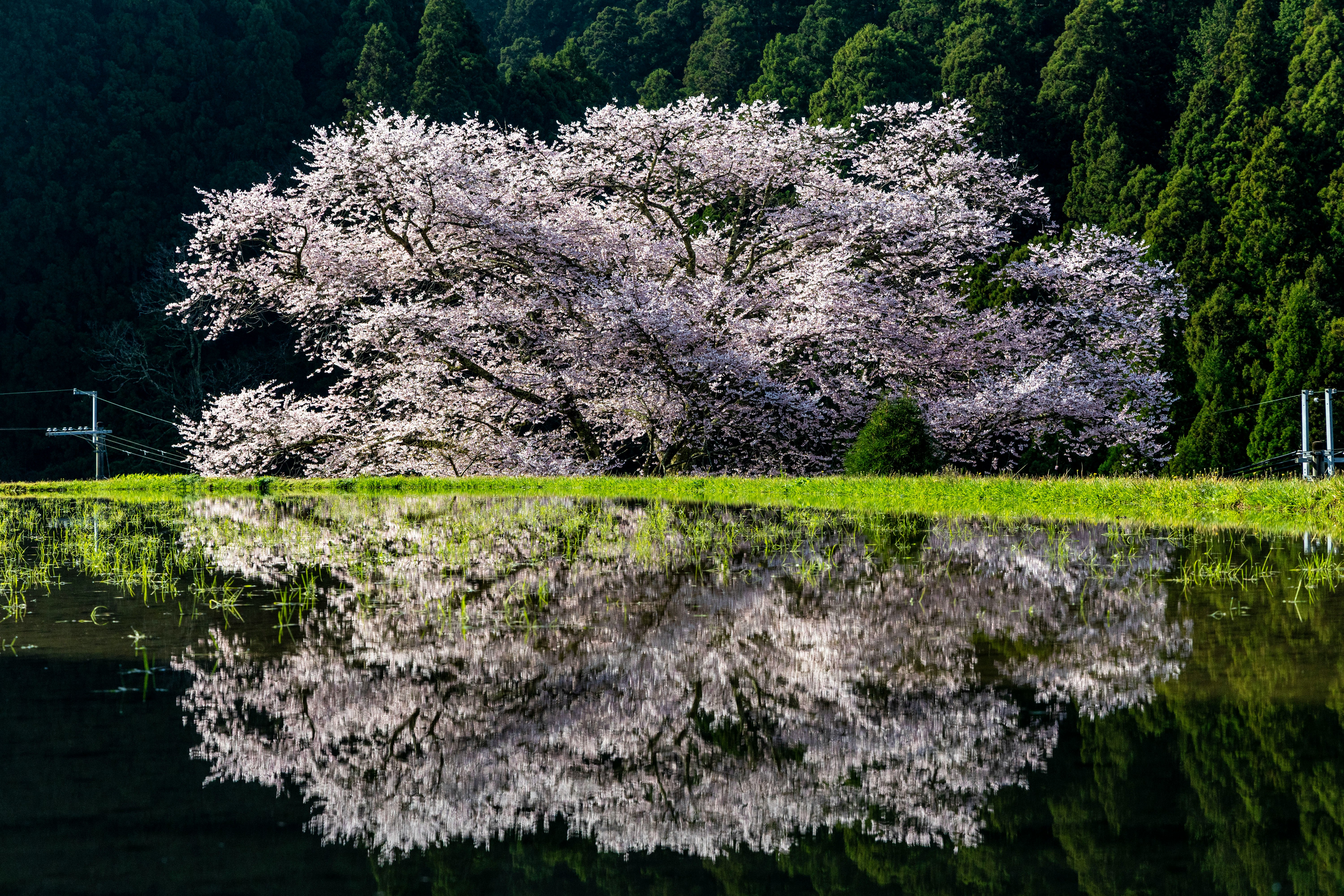 水面に映る桜の大きな枝ぶりと花の並木