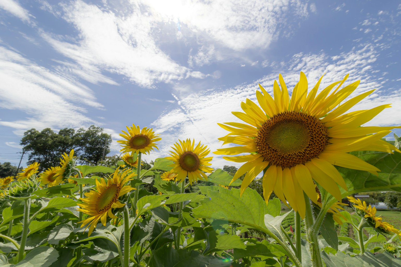 Feld von Sonnenblumen blüht unter blauem Himmel