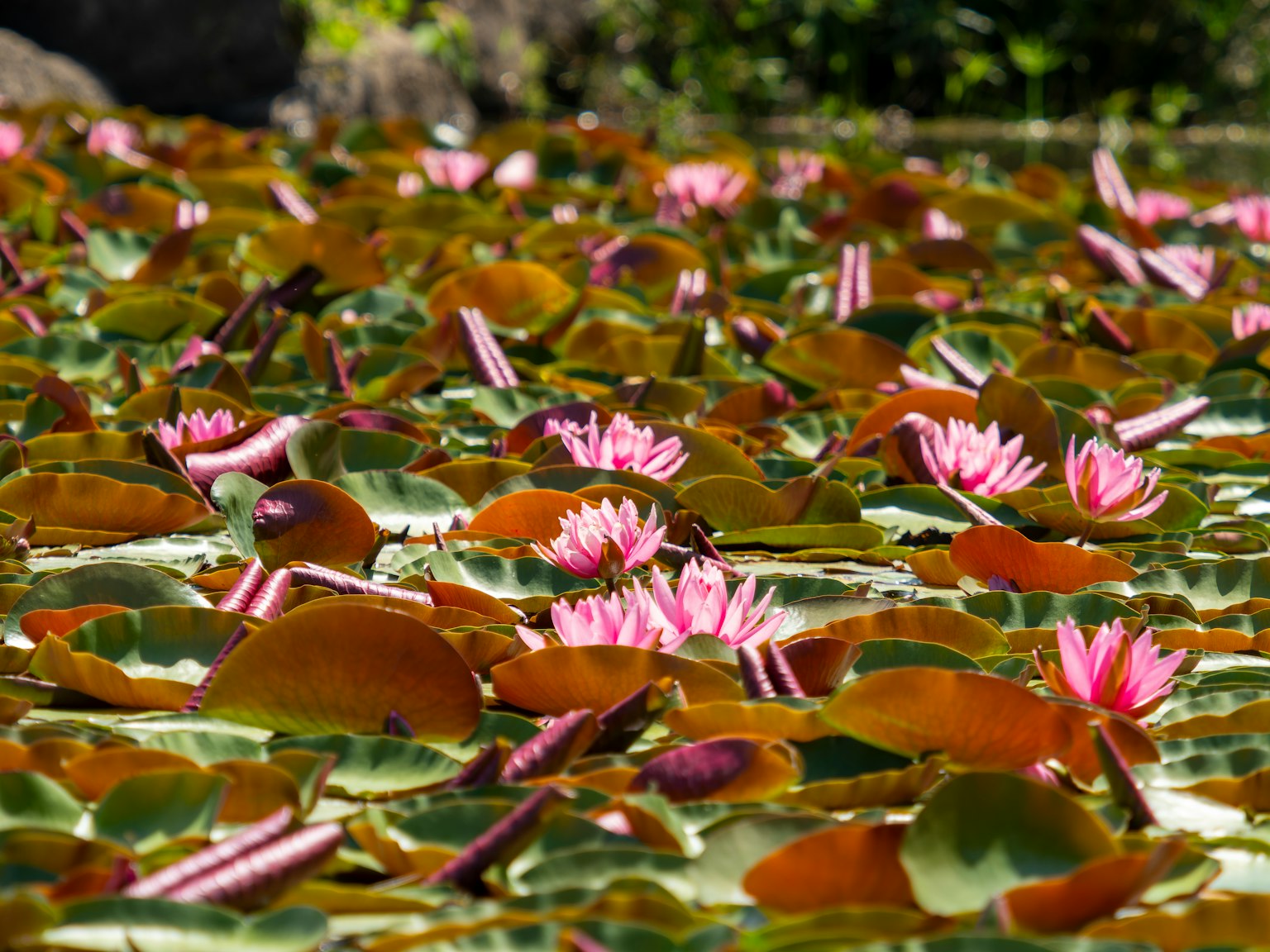 Pink water lilies on a pond with green leaves