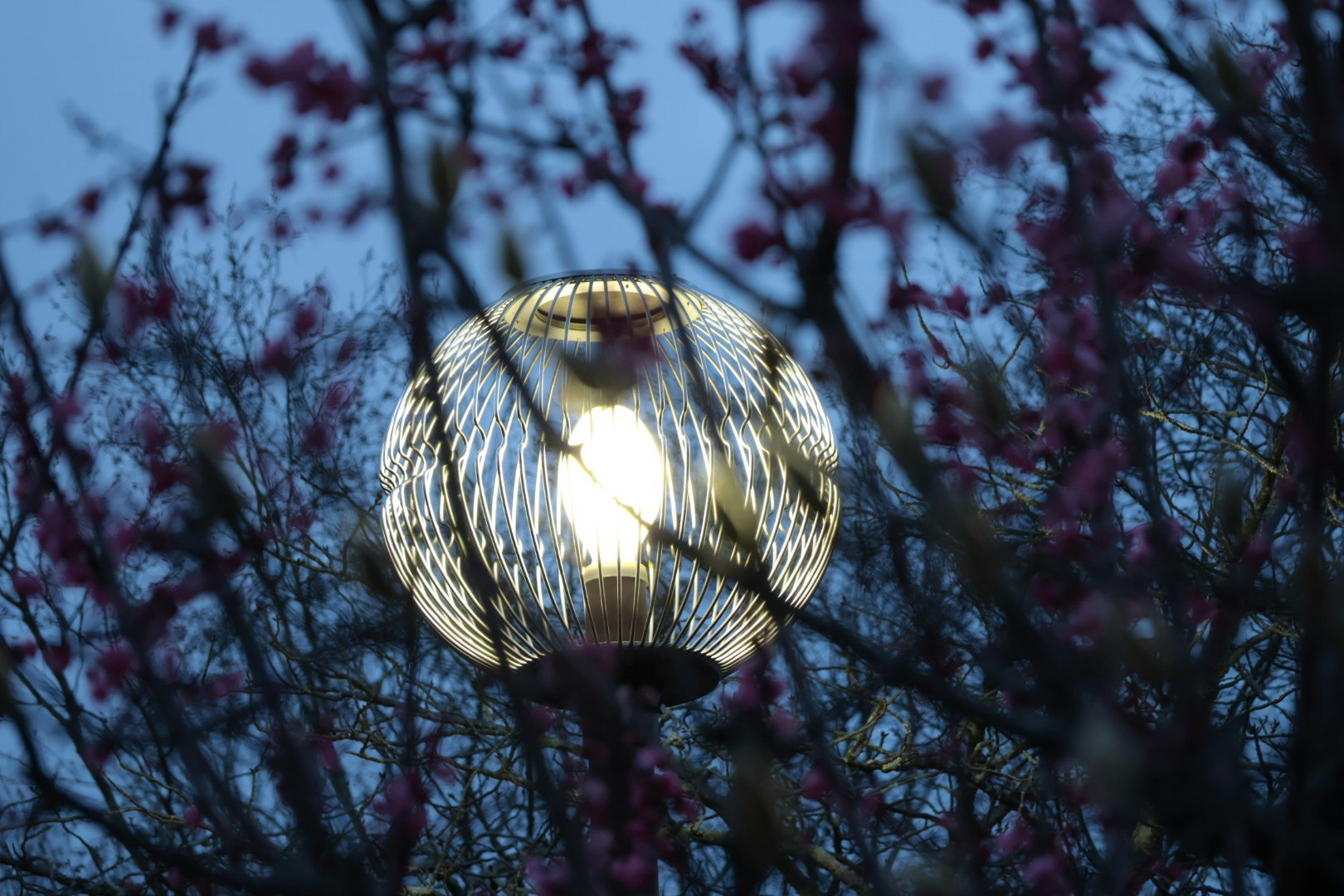 farol de vidrio iluminado entre ramas de cerezos en flor