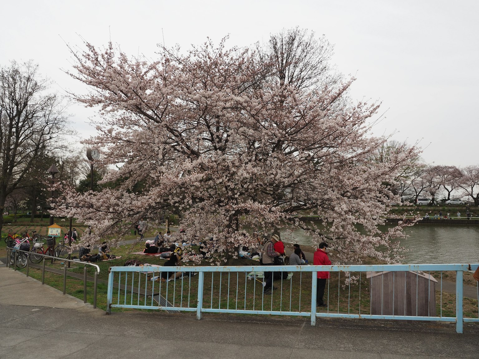 Blühender Kirschbaum in einem Park mit Menschen, die sich am Teich entspannen