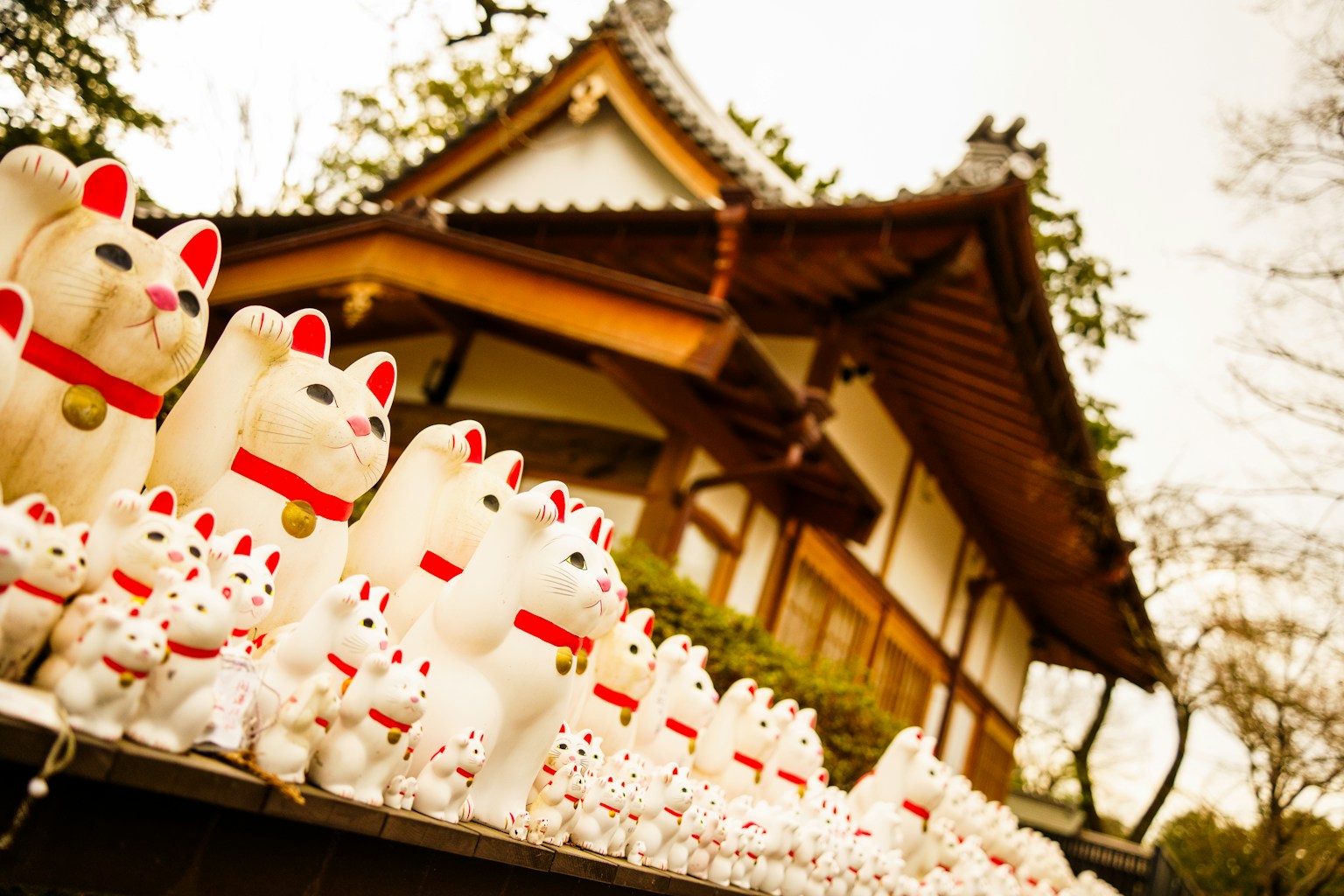 Sejajar kucing keberuntungan putih di depan rumah tradisional Jepang