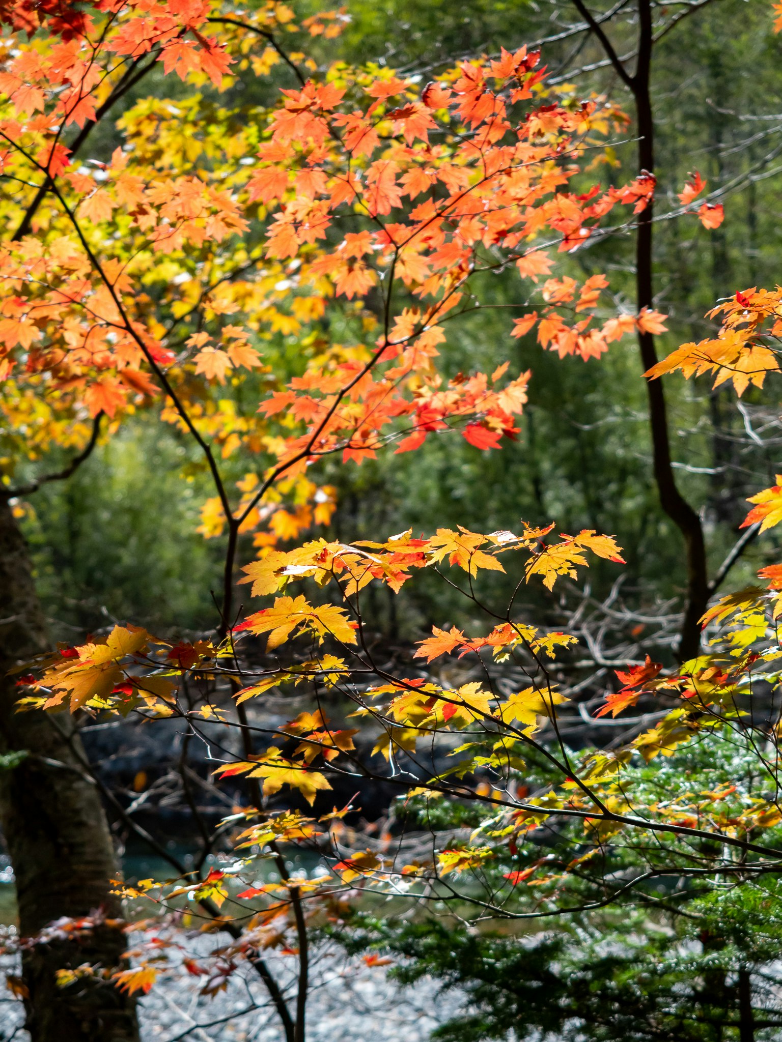Feuilles d'automne vibrantes orange et rouge sur des branches d'arbre