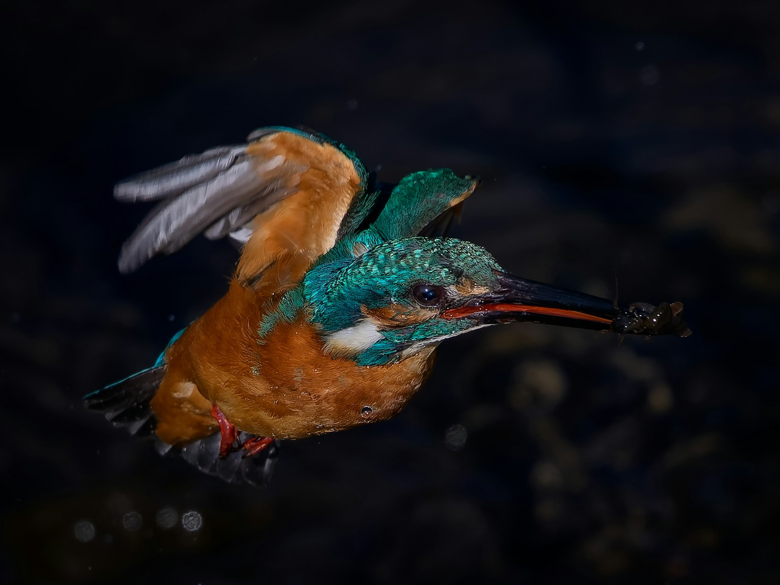 A kingfisher in flight with vibrant blue and orange feathers targeting a fish