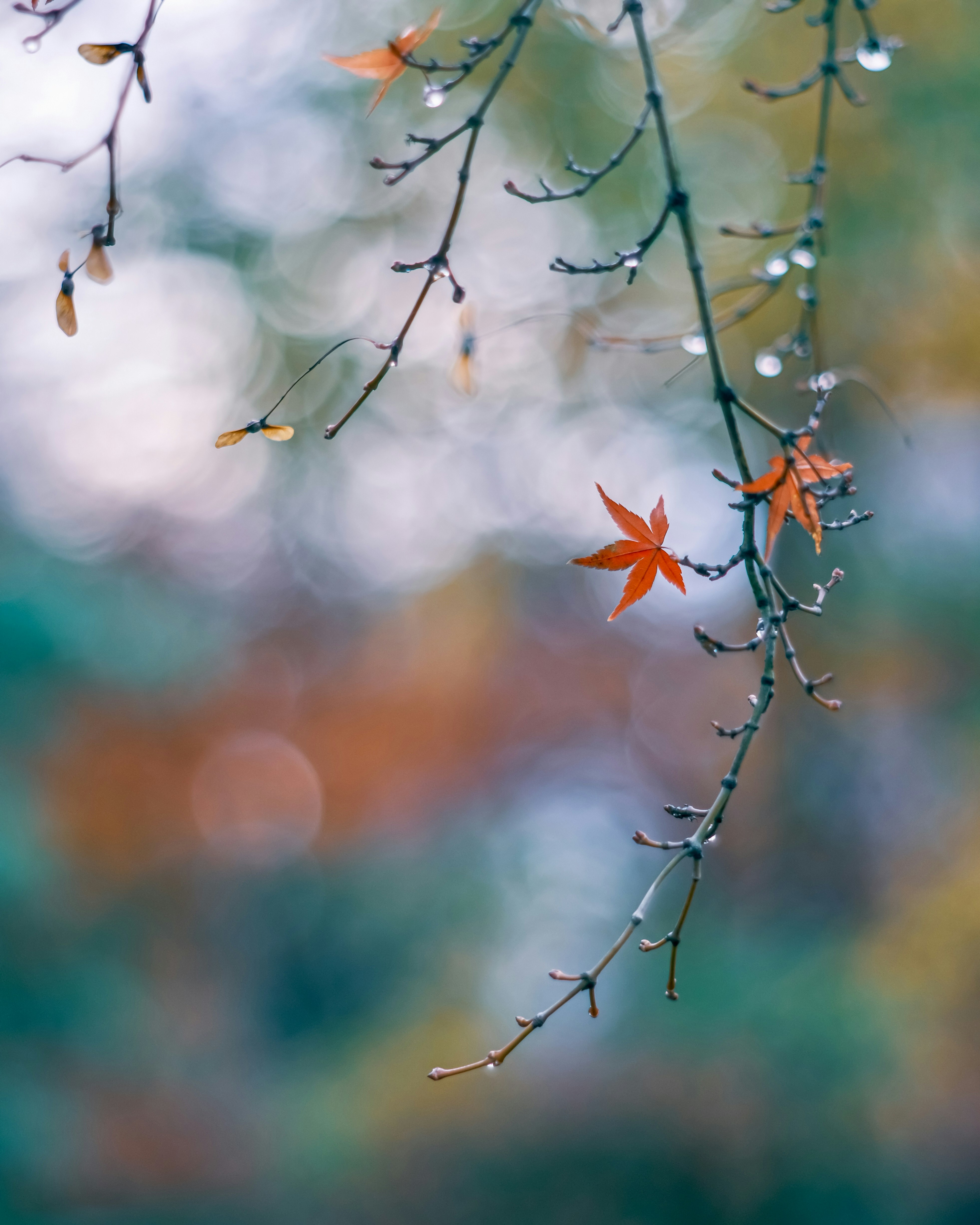 枝に連なる紅葉と小さな実のある秋の風景