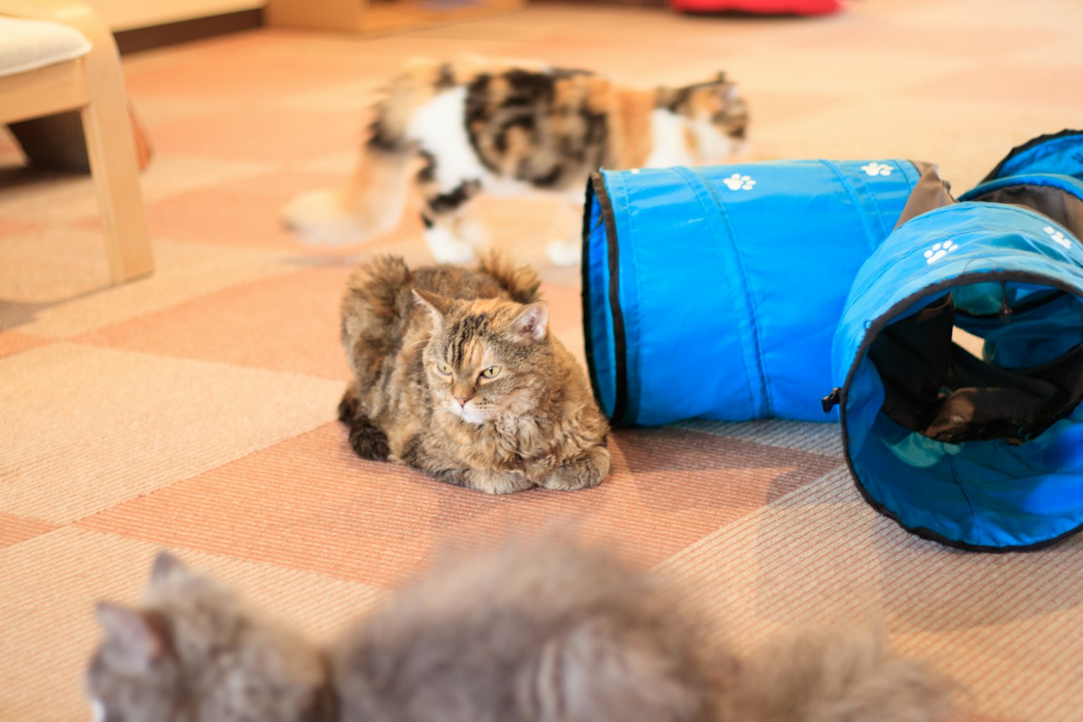 Escena interior con gatos descansando y un túnel azul