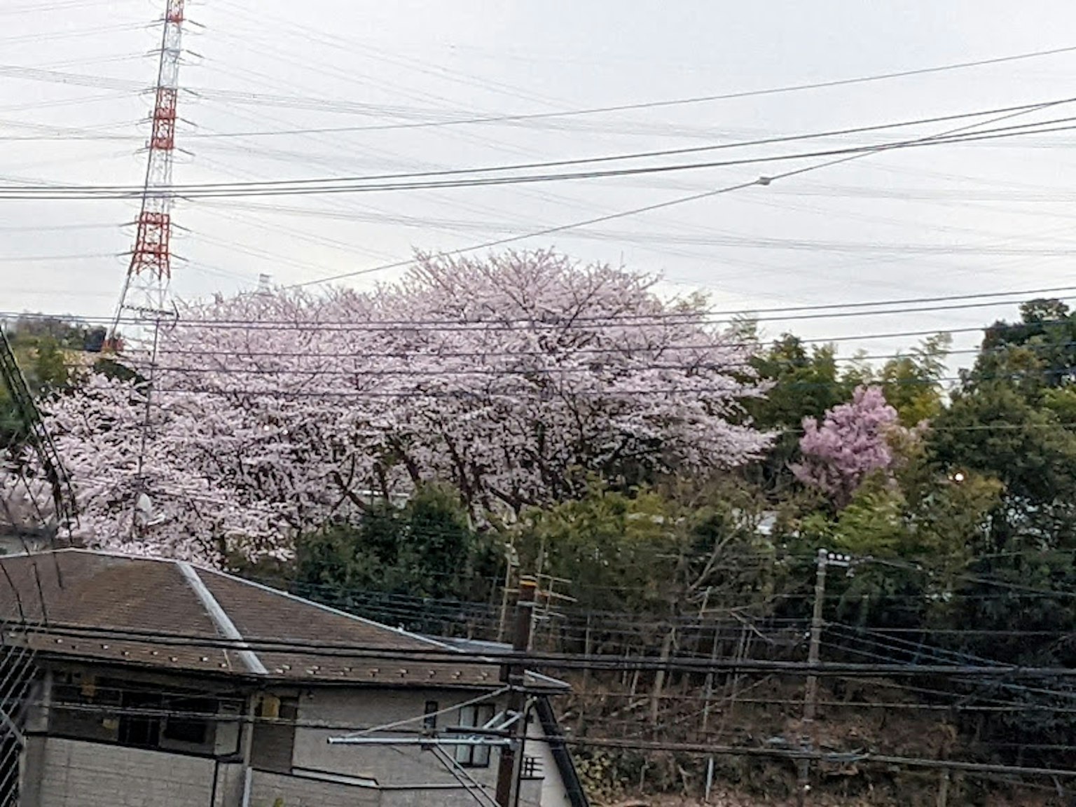 盛开的樱花树和电线