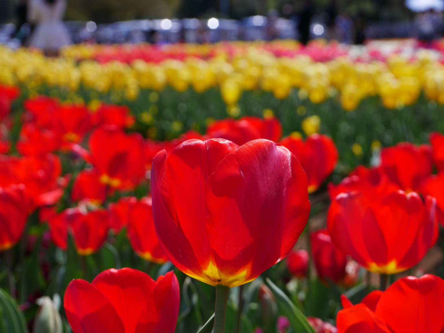 Un champ vibrant de tulipes avec des tulipes rouges au premier plan et des tulipes jaunes en arrière-plan