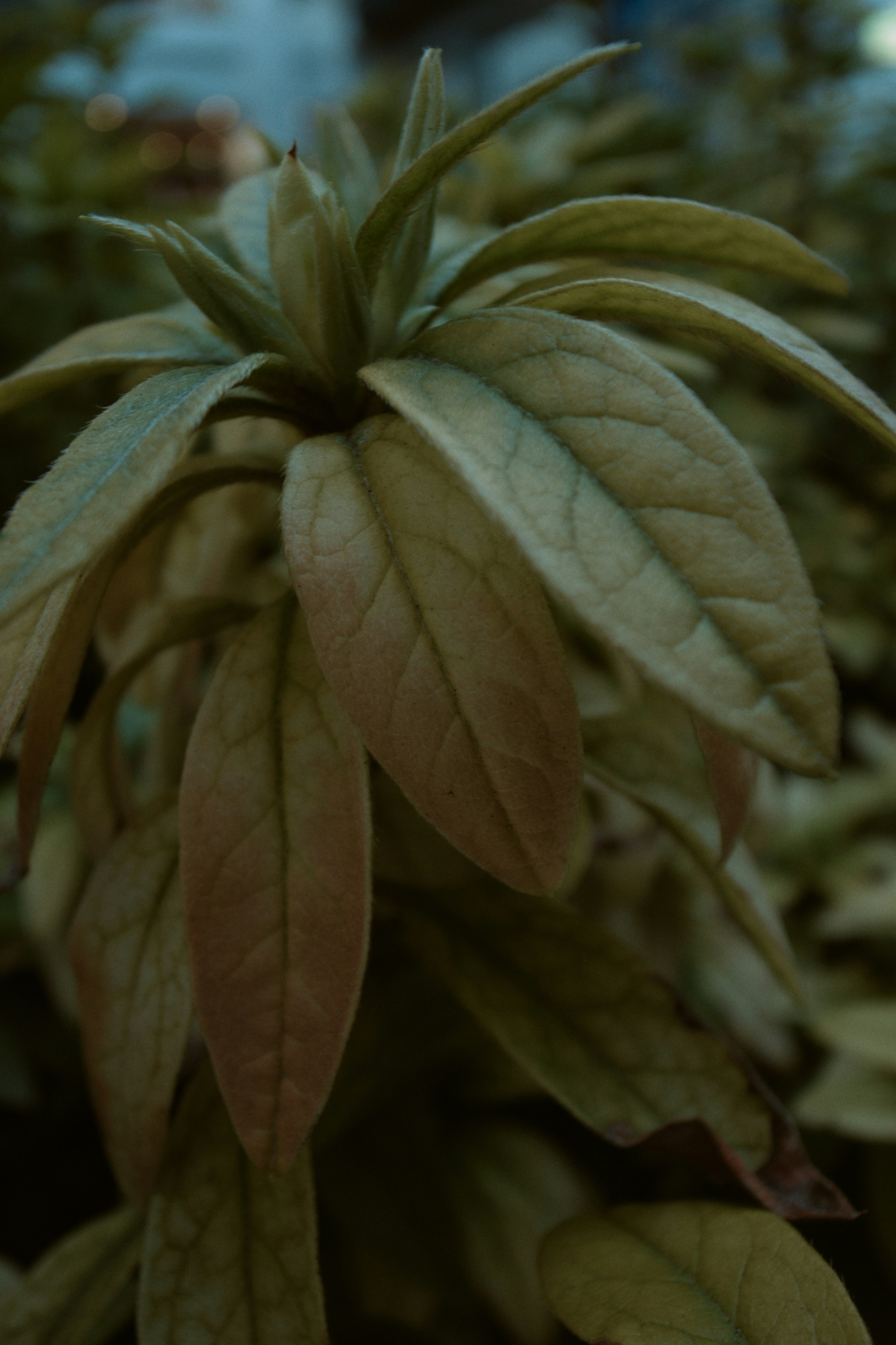 叶片植物的特写