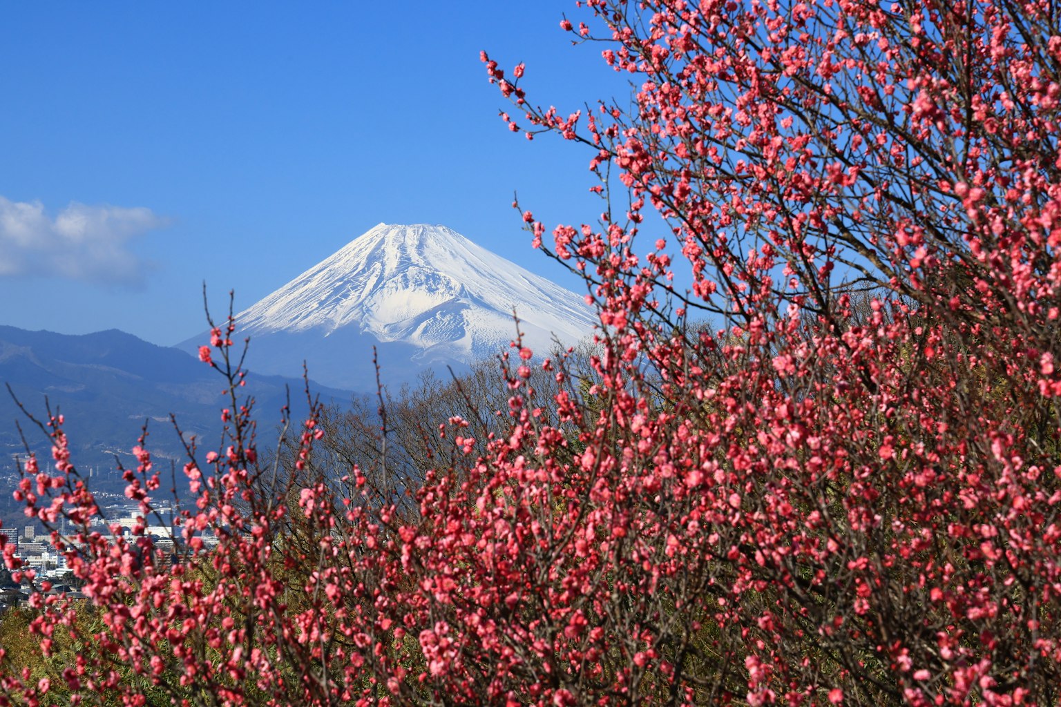 Pemandangan indah bunga sakura dengan Gunung Fuji