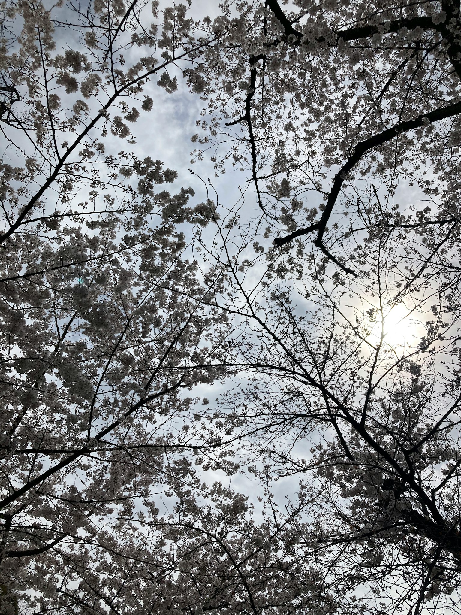 View of cherry blossom trees against a cloudy sky