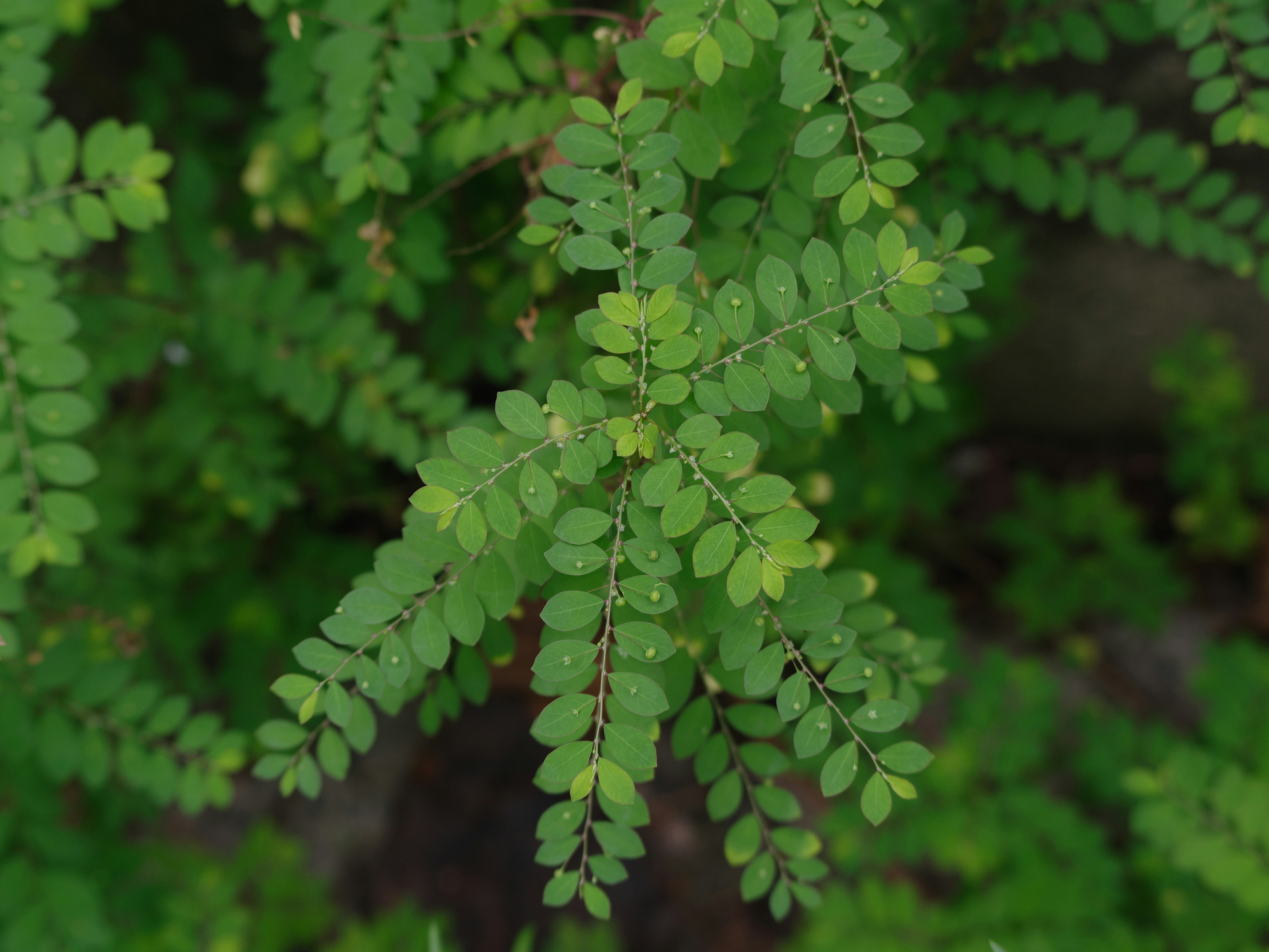 Close-up of Ekomikan-so (long-stalk small mikan grass) leaves