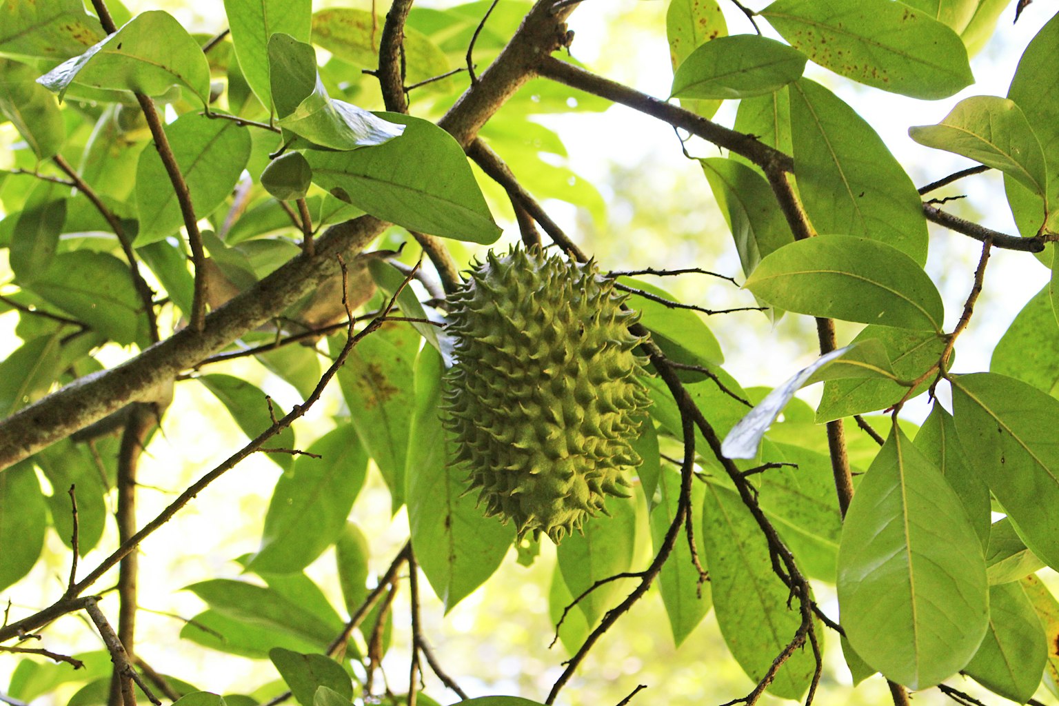 Frutto di durian appeso a un ramo circondato da foglie verdi