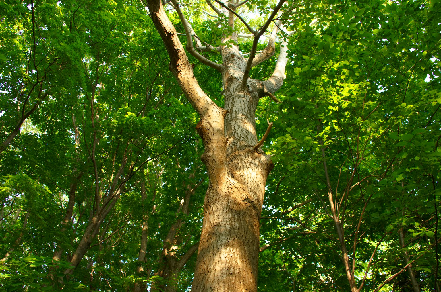 Tronc d'arbre haut et feuillage vert luxuriant dans une forêt vibrante