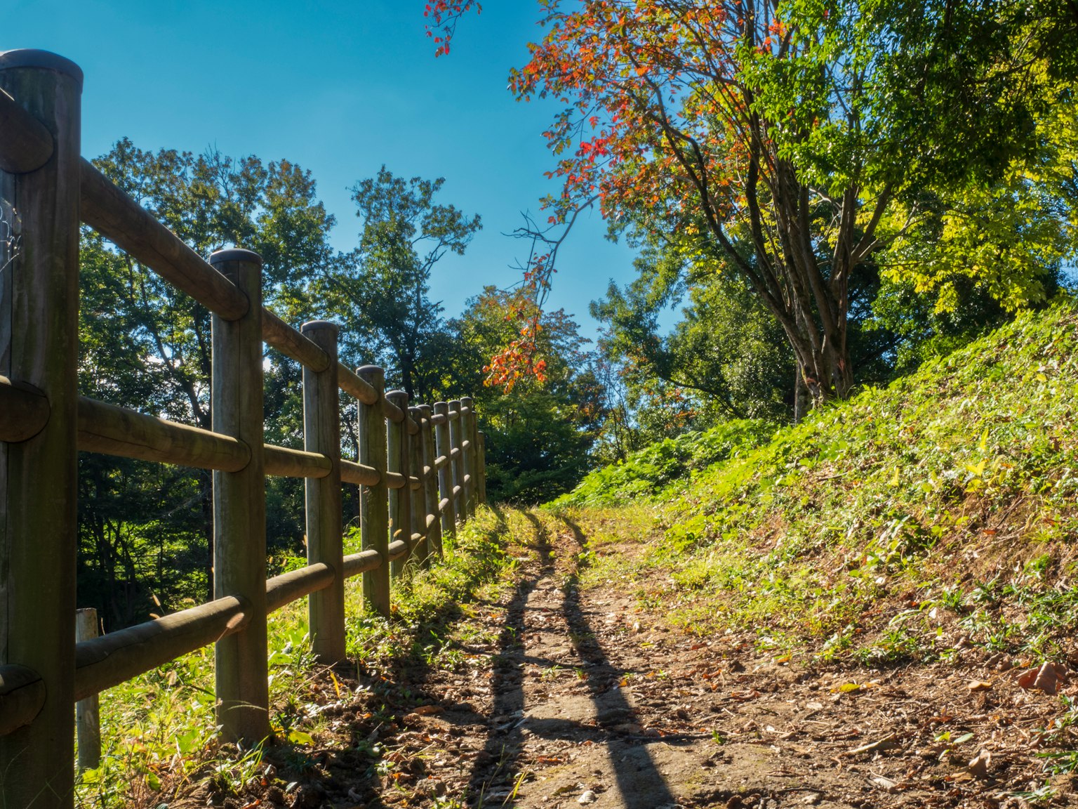 A natural landscape featuring a green path and a wooden fence