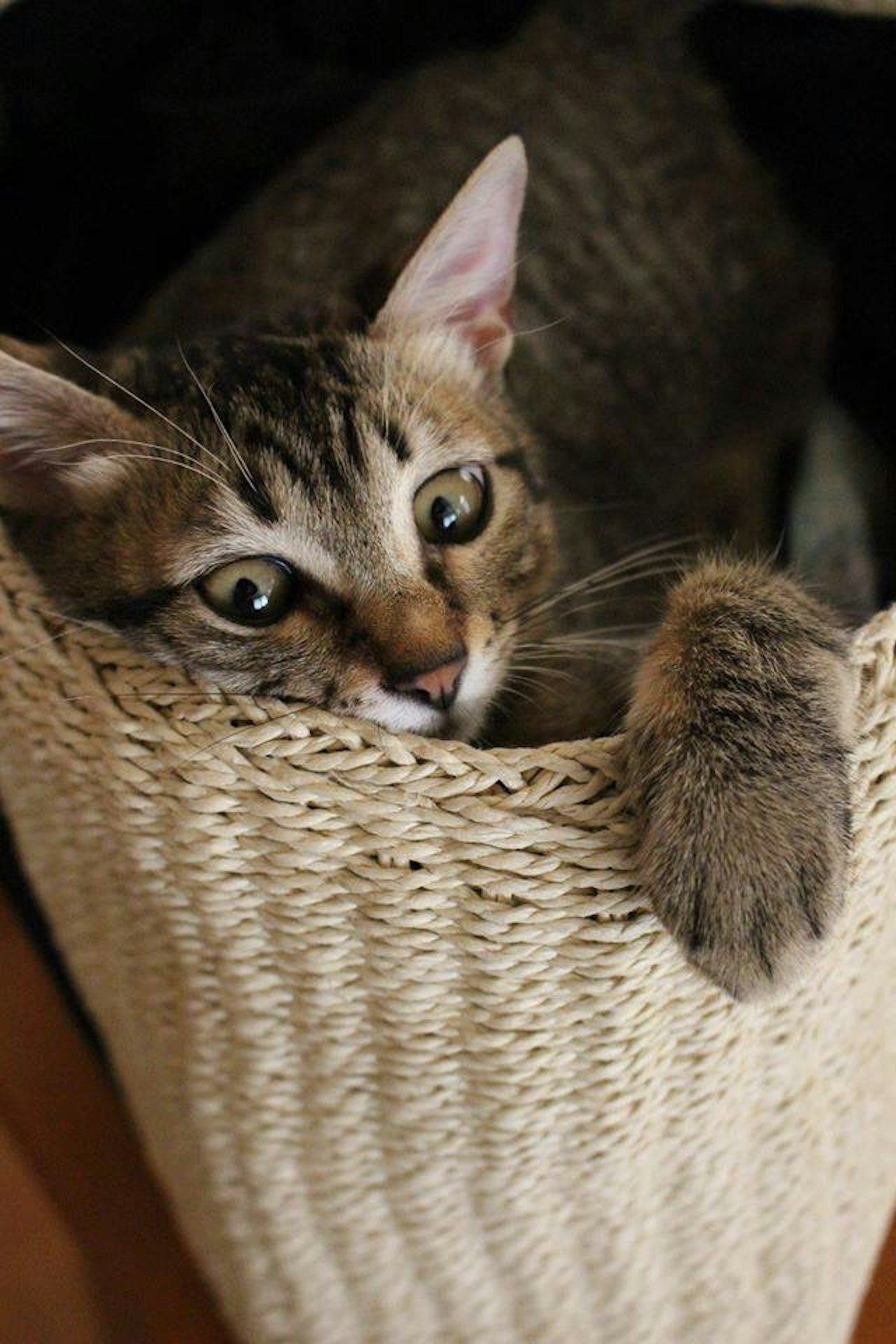 Primer plano de un gato marrón descansando en una cesta de mimbre
