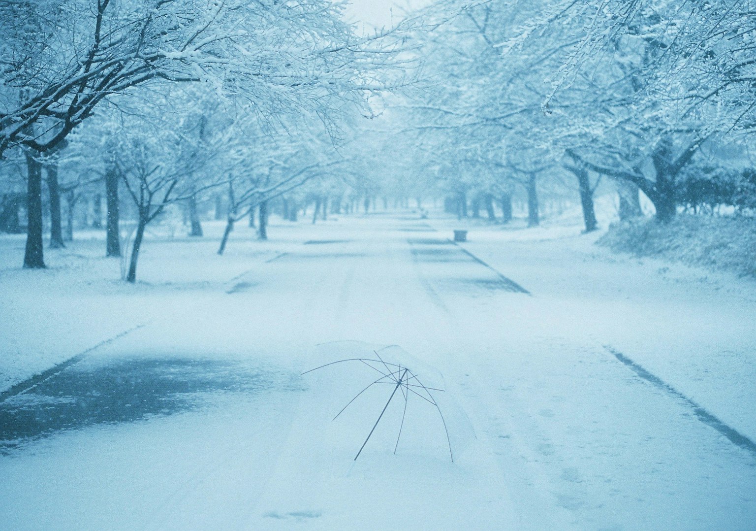 被雪覆盖的安静街道和冬季树木