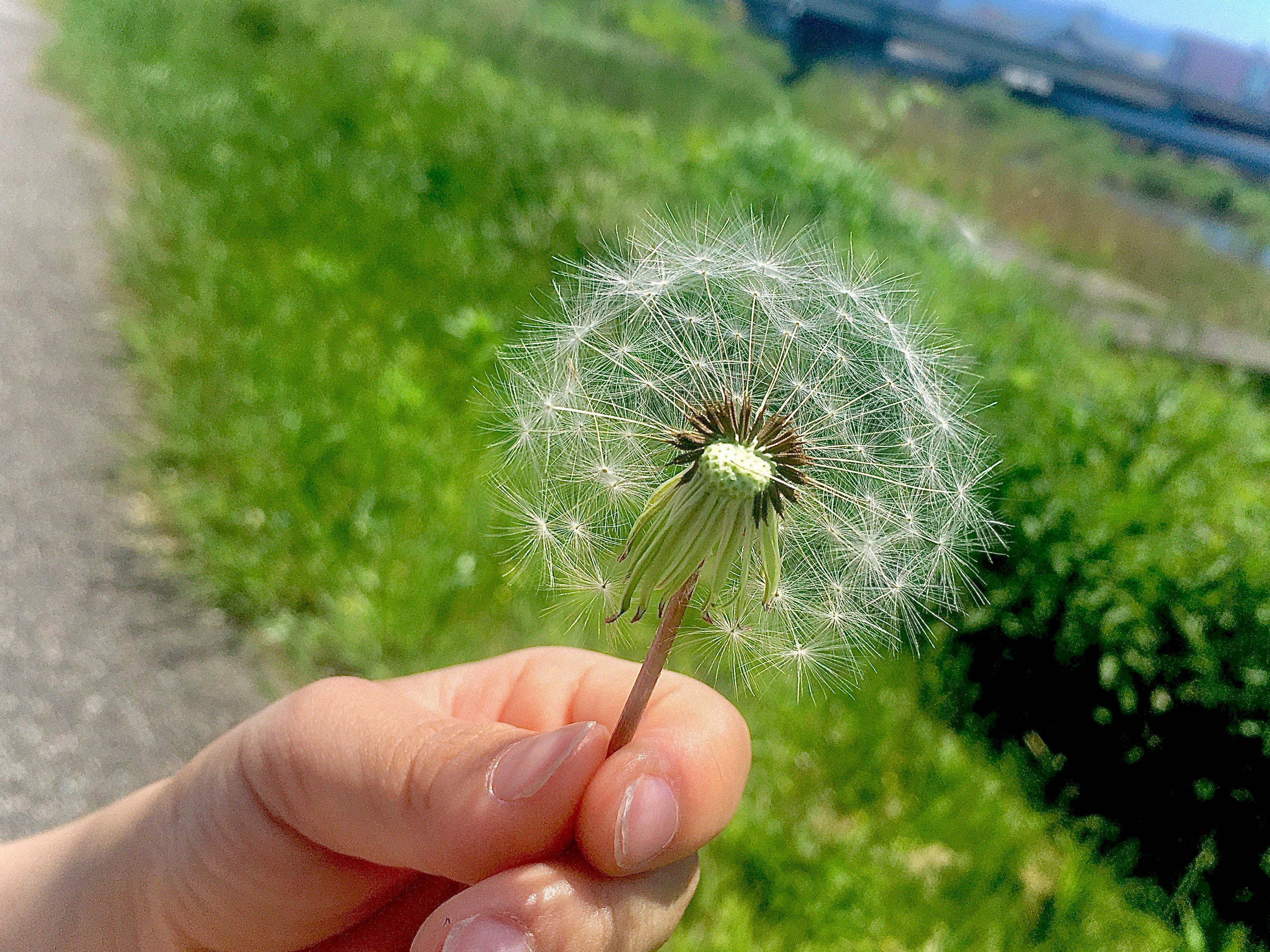 手里拿着蒲公英绒球，背景是绿色草地
