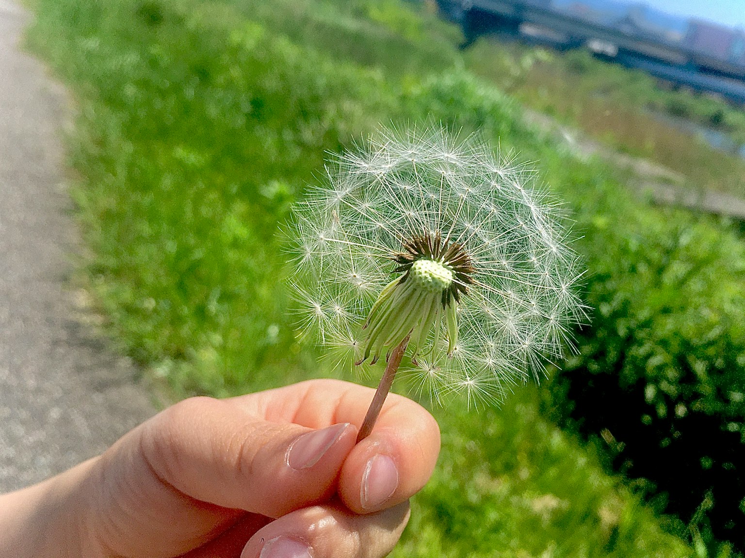 A hand holding a dandelion puff against a bright green background