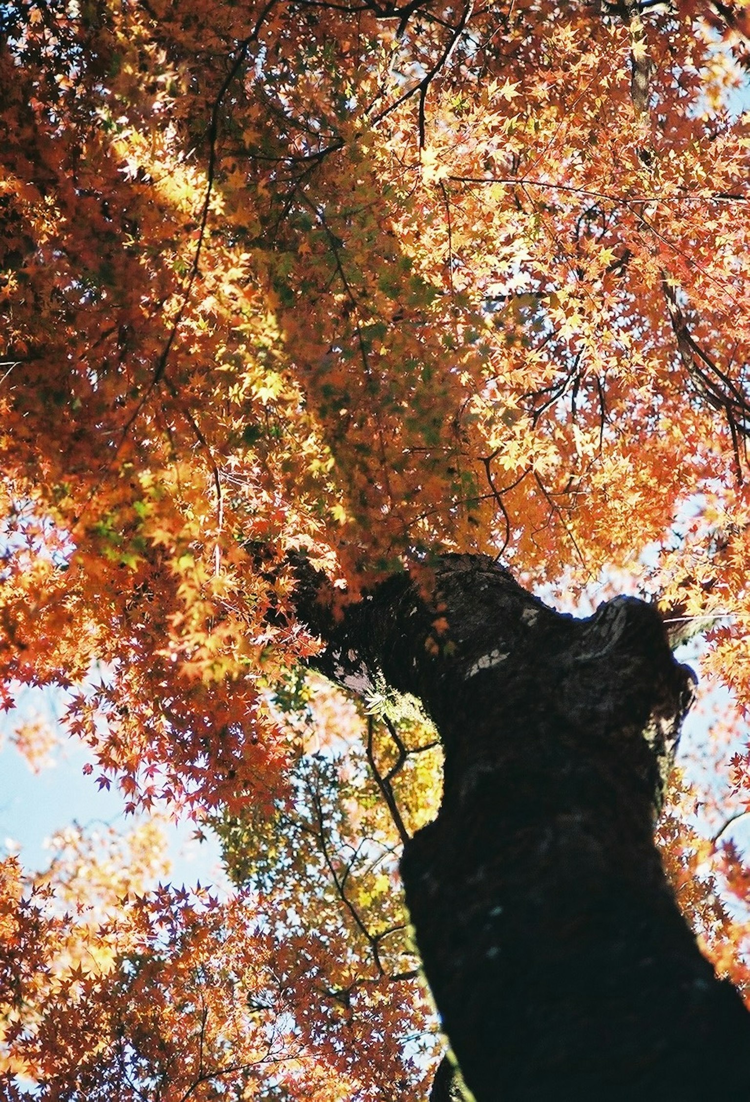 Tronco di albero grande con rami che si estendono e foglie autunnali